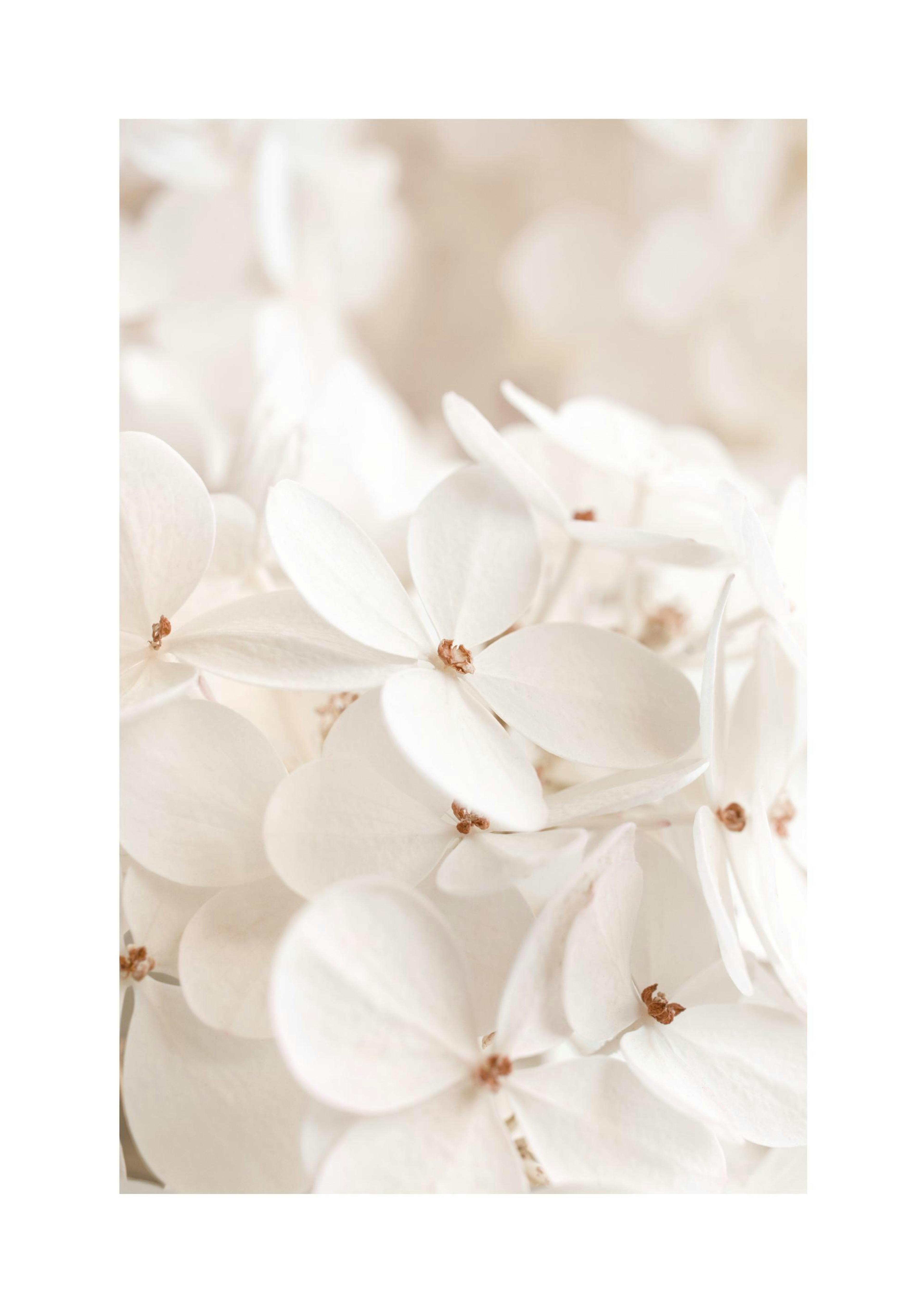Soft White Bloom Poster thumbnail