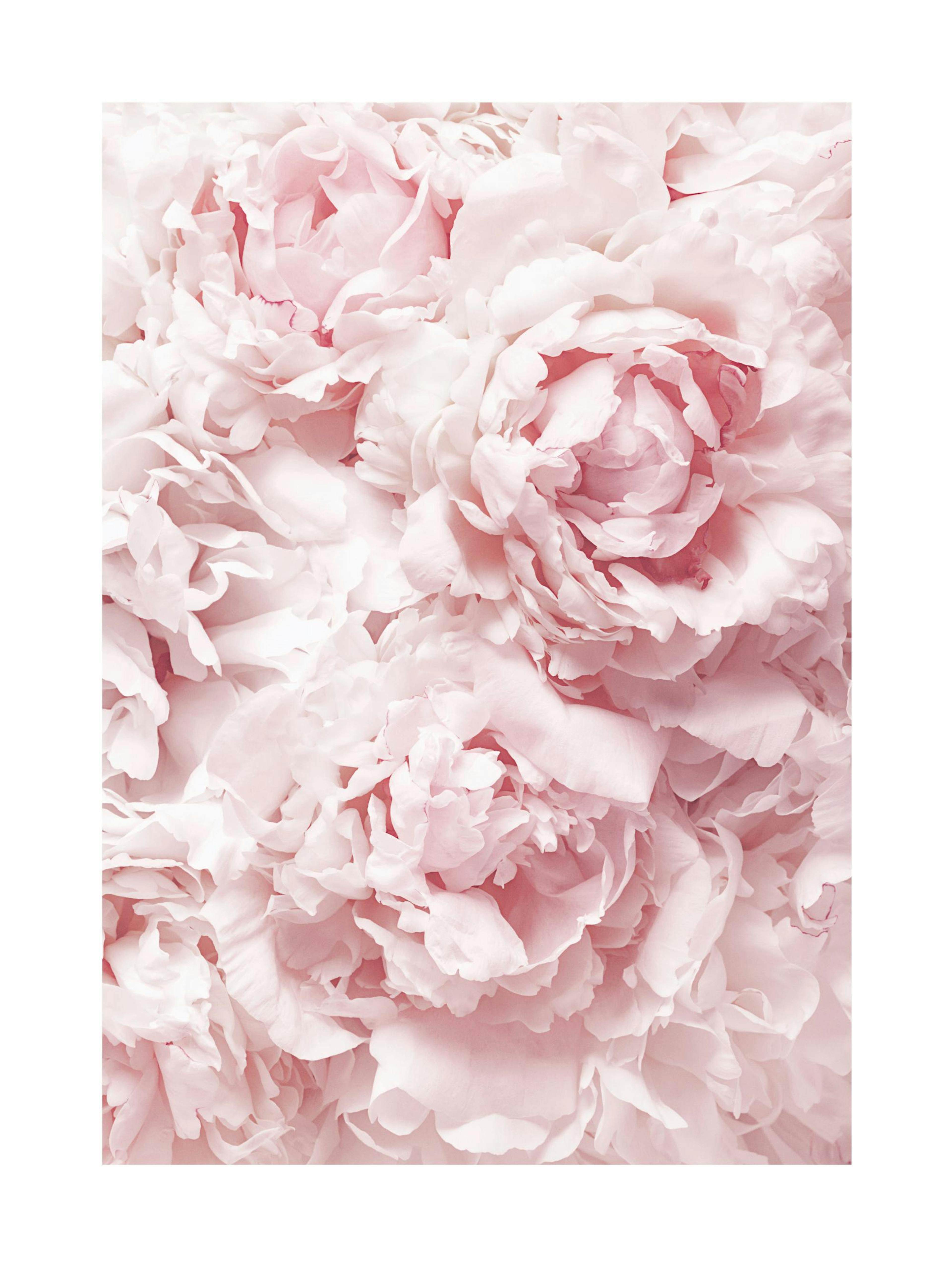 Peonia Rosa e soffice Poster 0