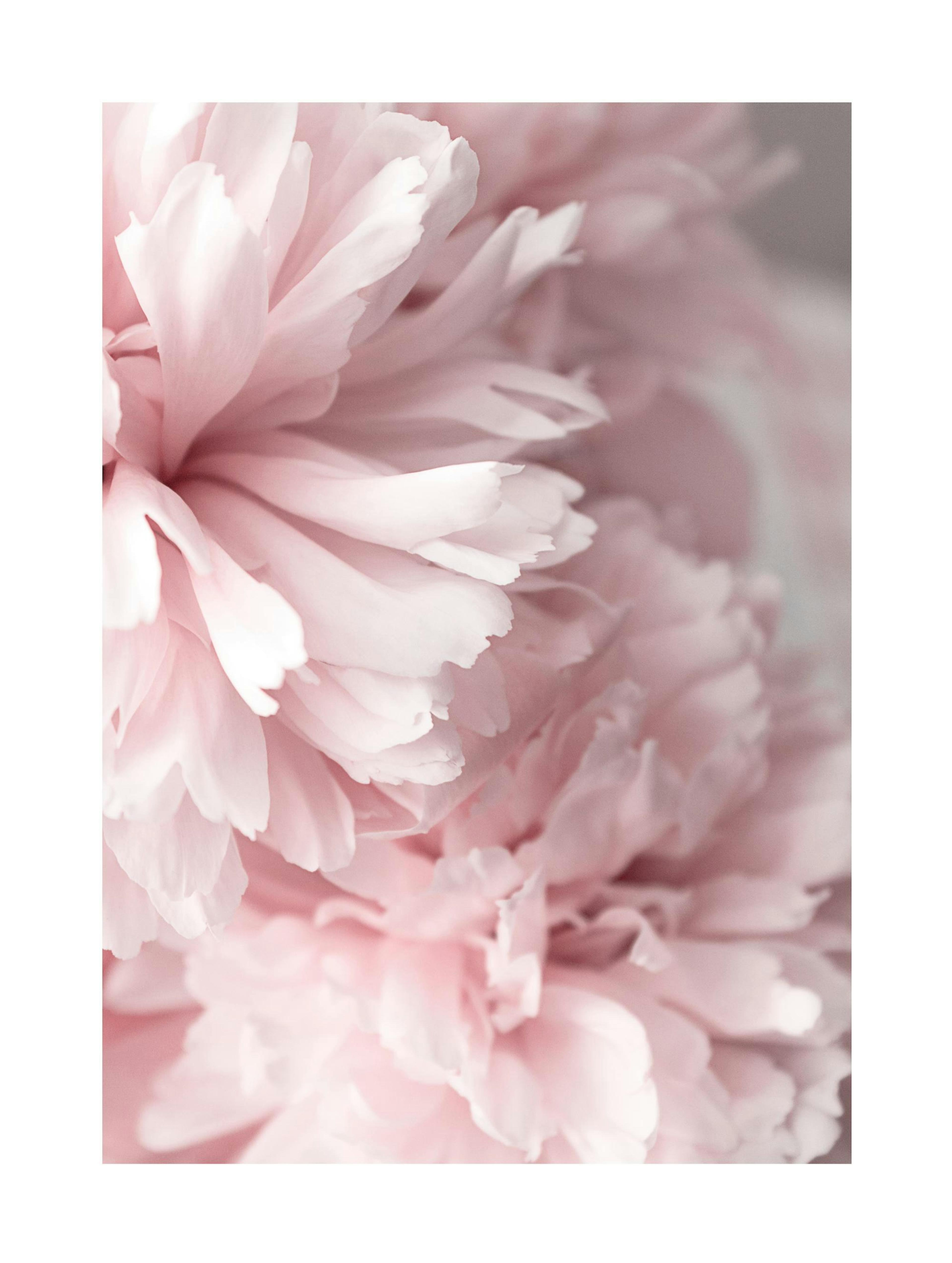 Pink Peonies Close Up Poster 0