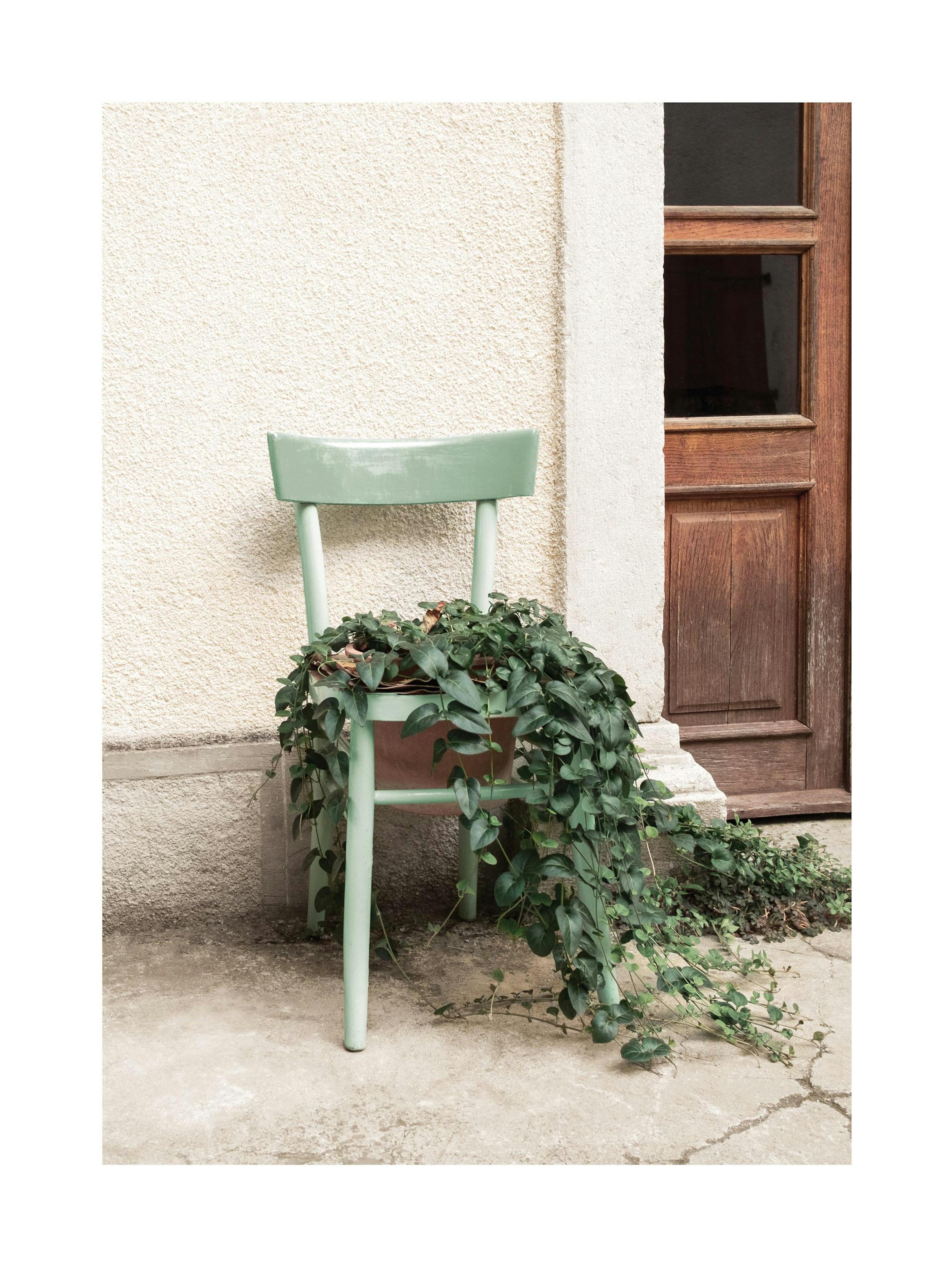 Plante Chaise Poster thumbnail