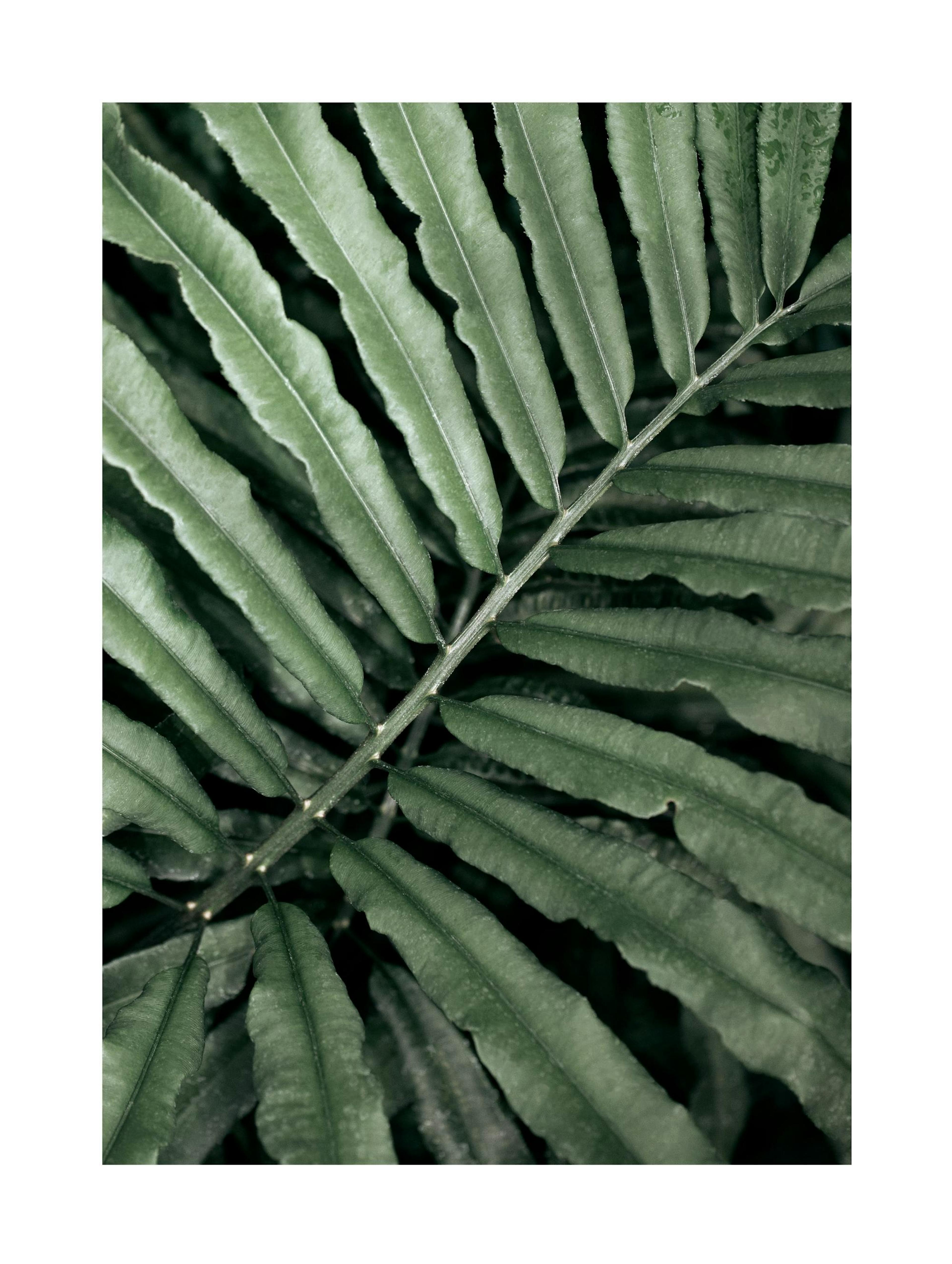 Green Fern Poster thumbnail