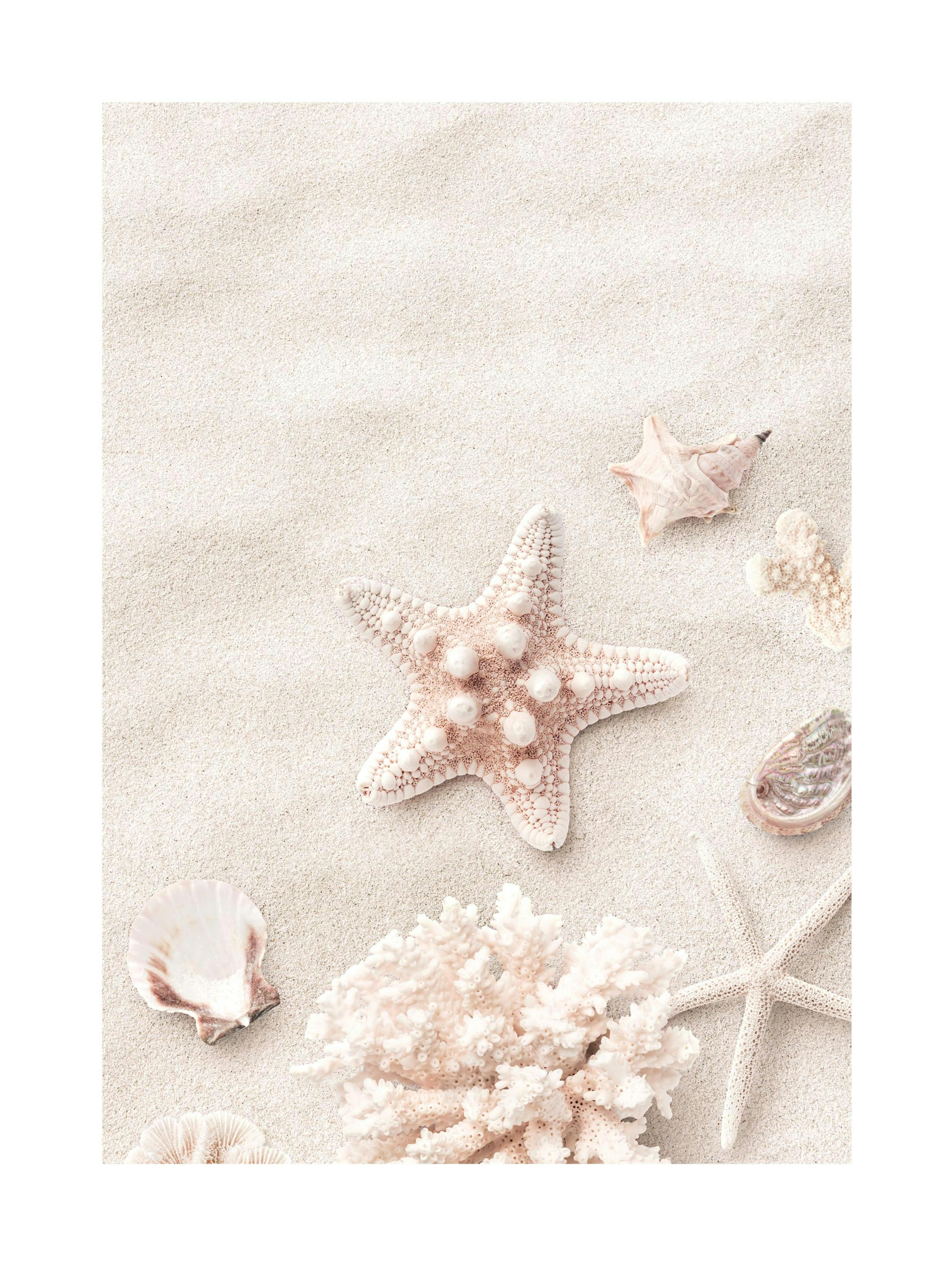 Pink Starfish Poster 0