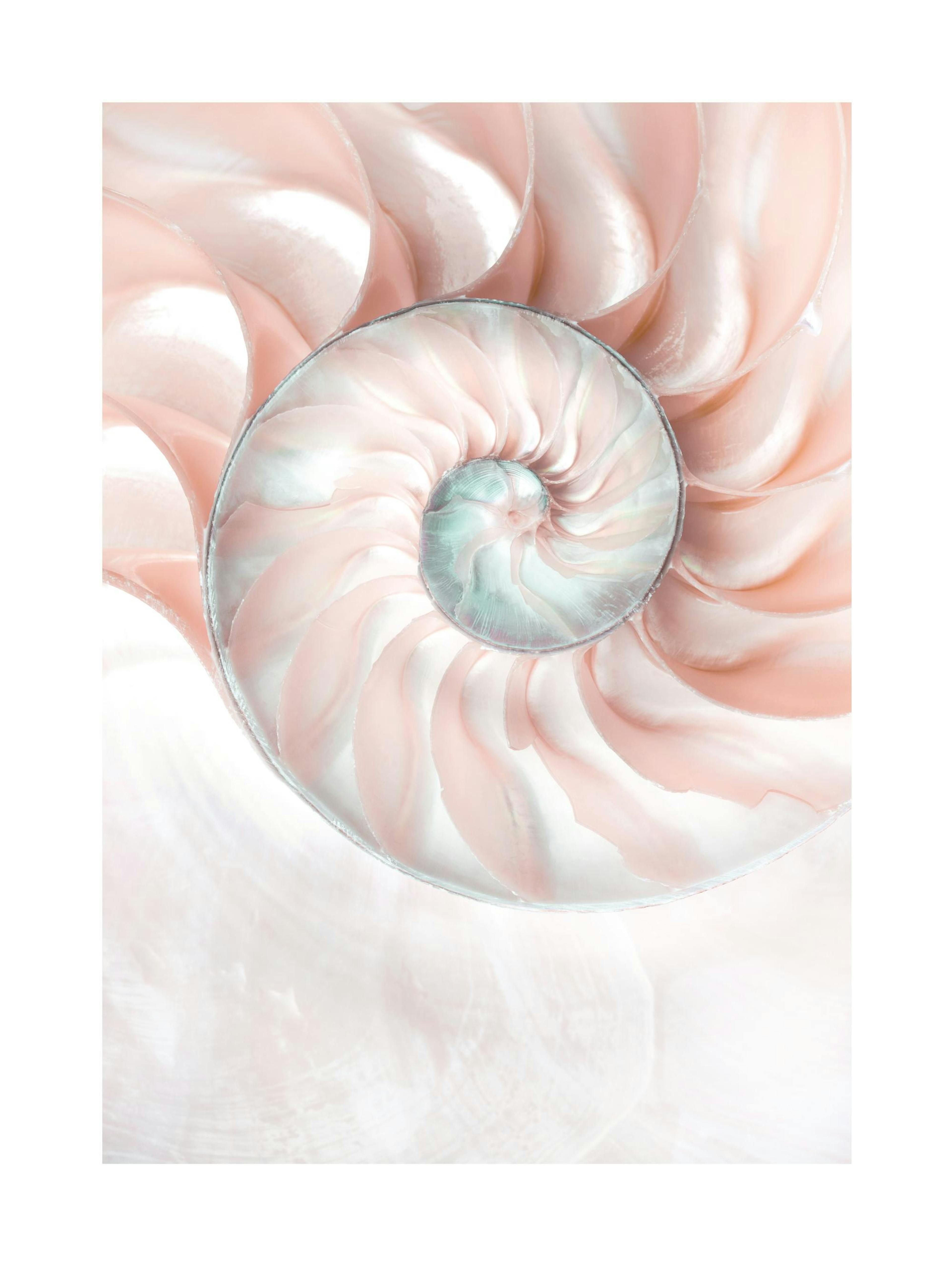 Coquillage Nautilus Poster thumbnail