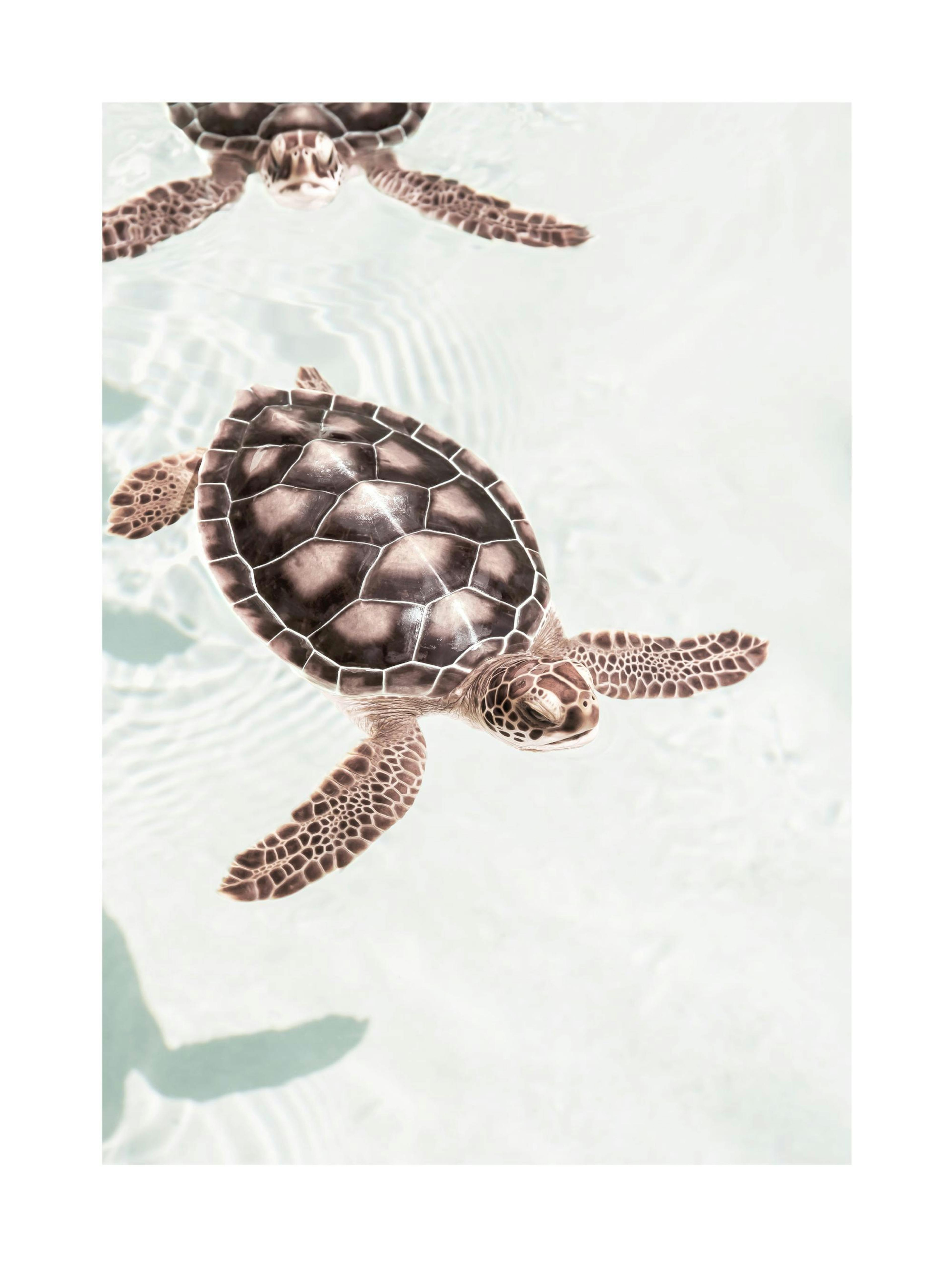 Swimming Turtles Poster thumbnail