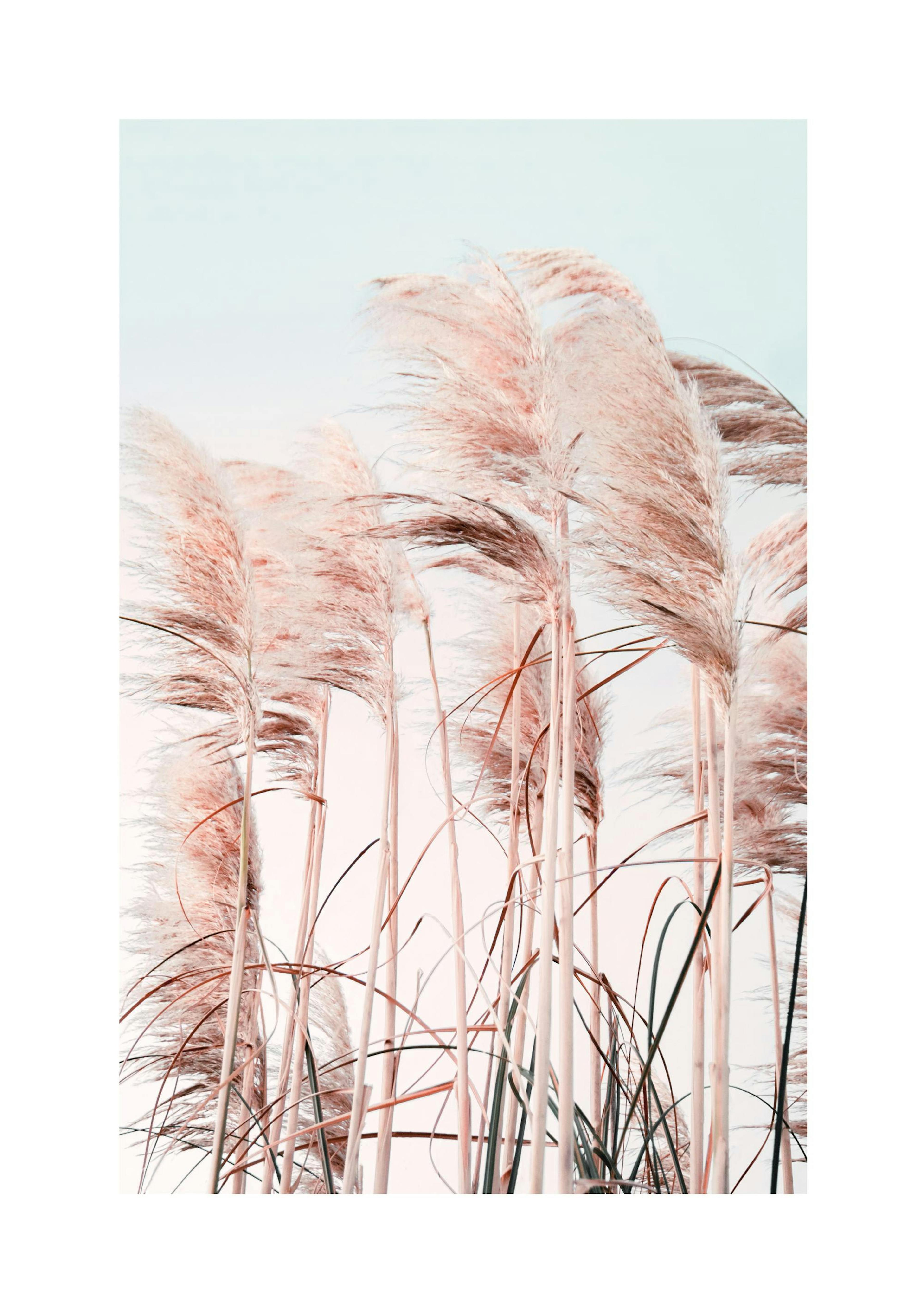 Pink Beach Grass Poster thumbnail