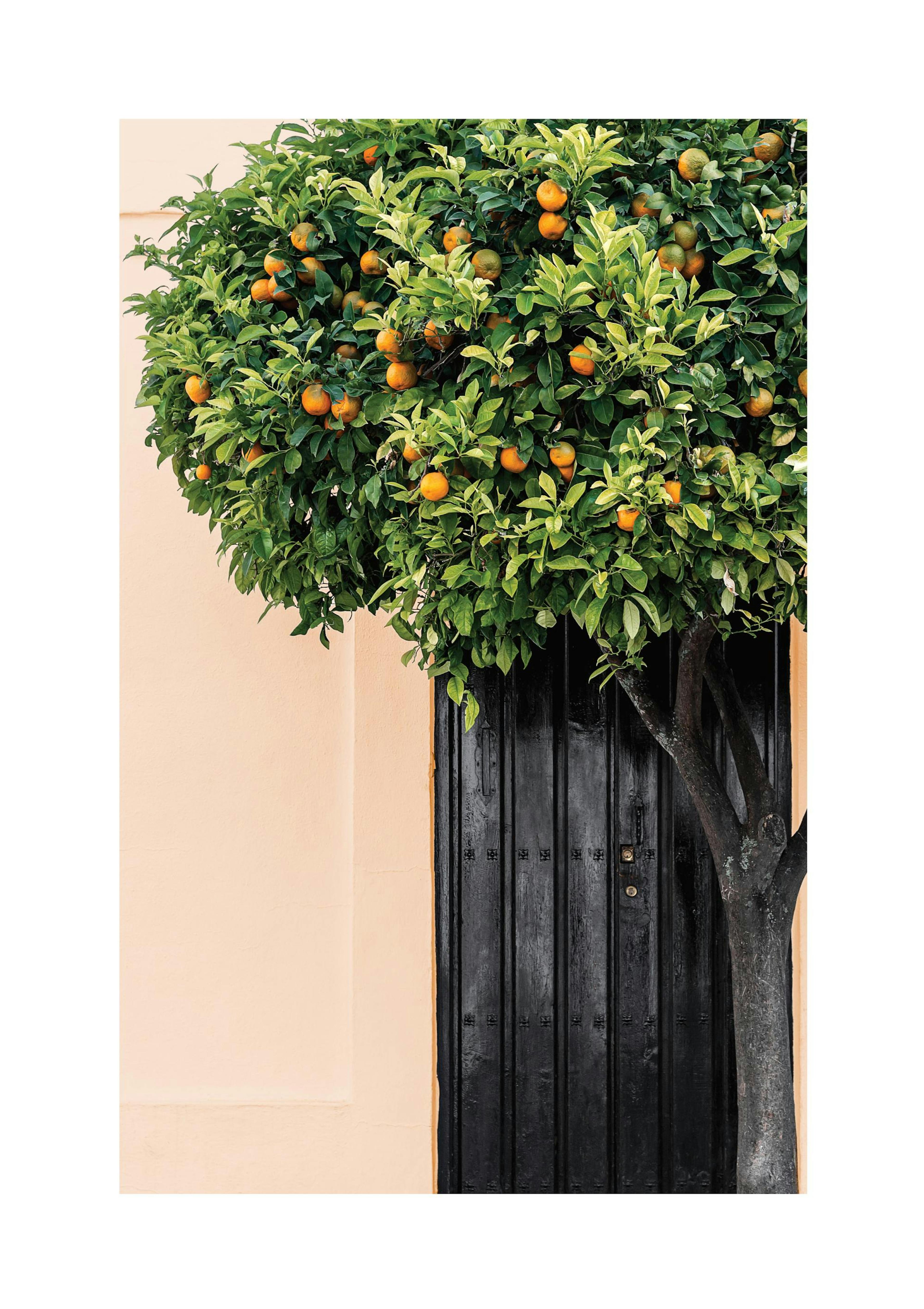 Citrus Tree Poster thumbnail