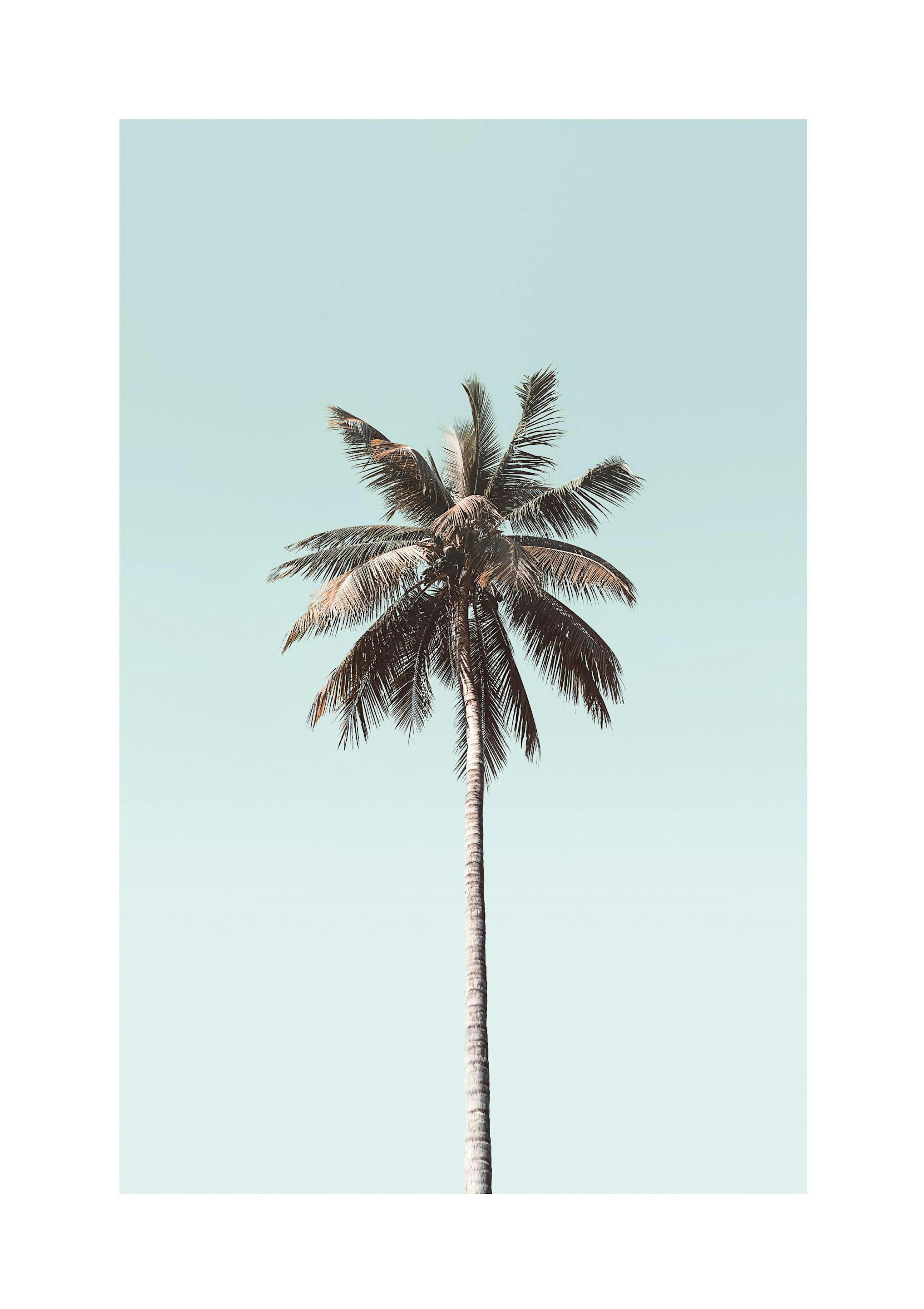 Palmera cielo azul Póster thumbnail