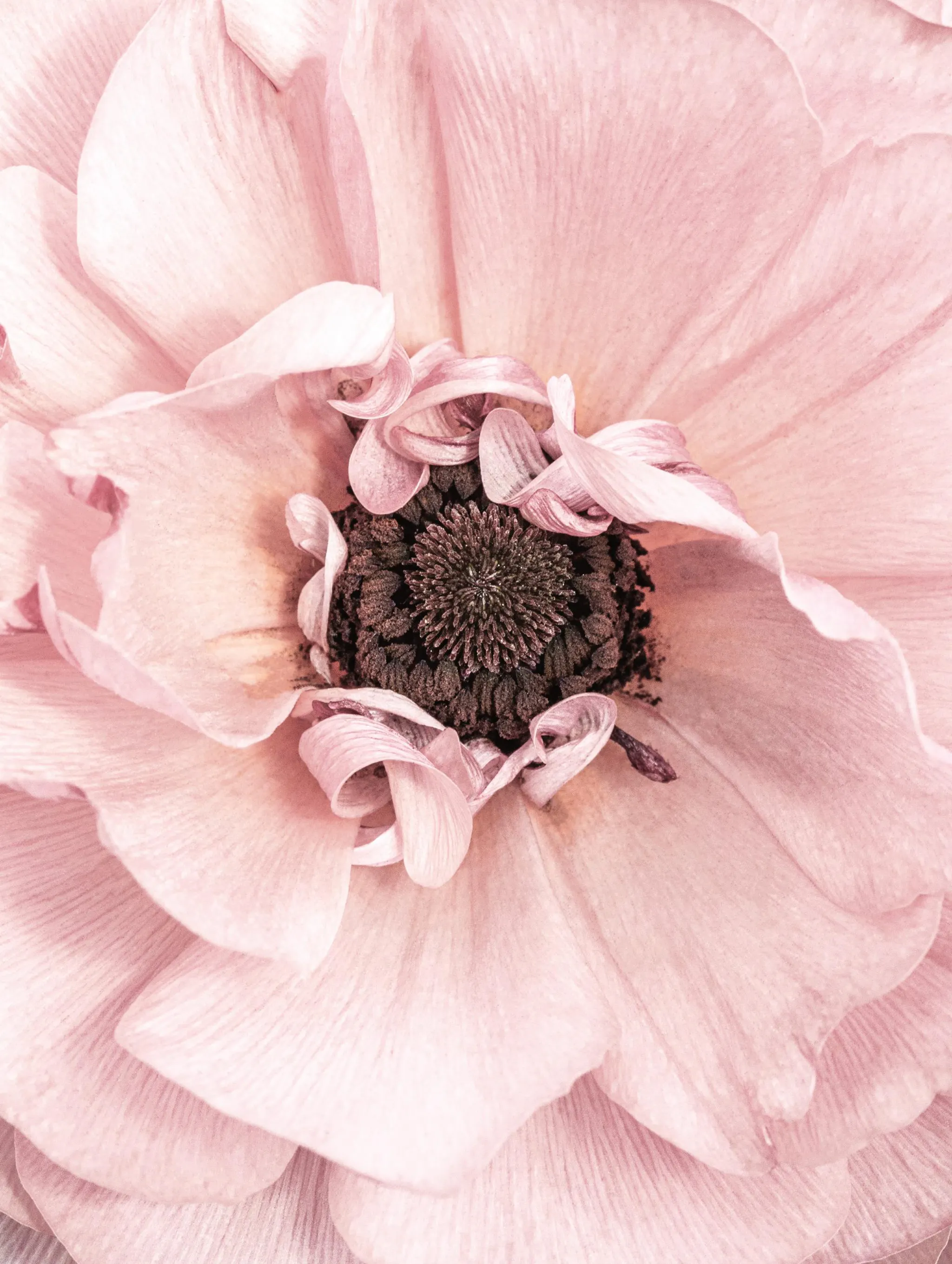 Rosa Bilderwand mit rosa Wanddeko | Poster Store DE