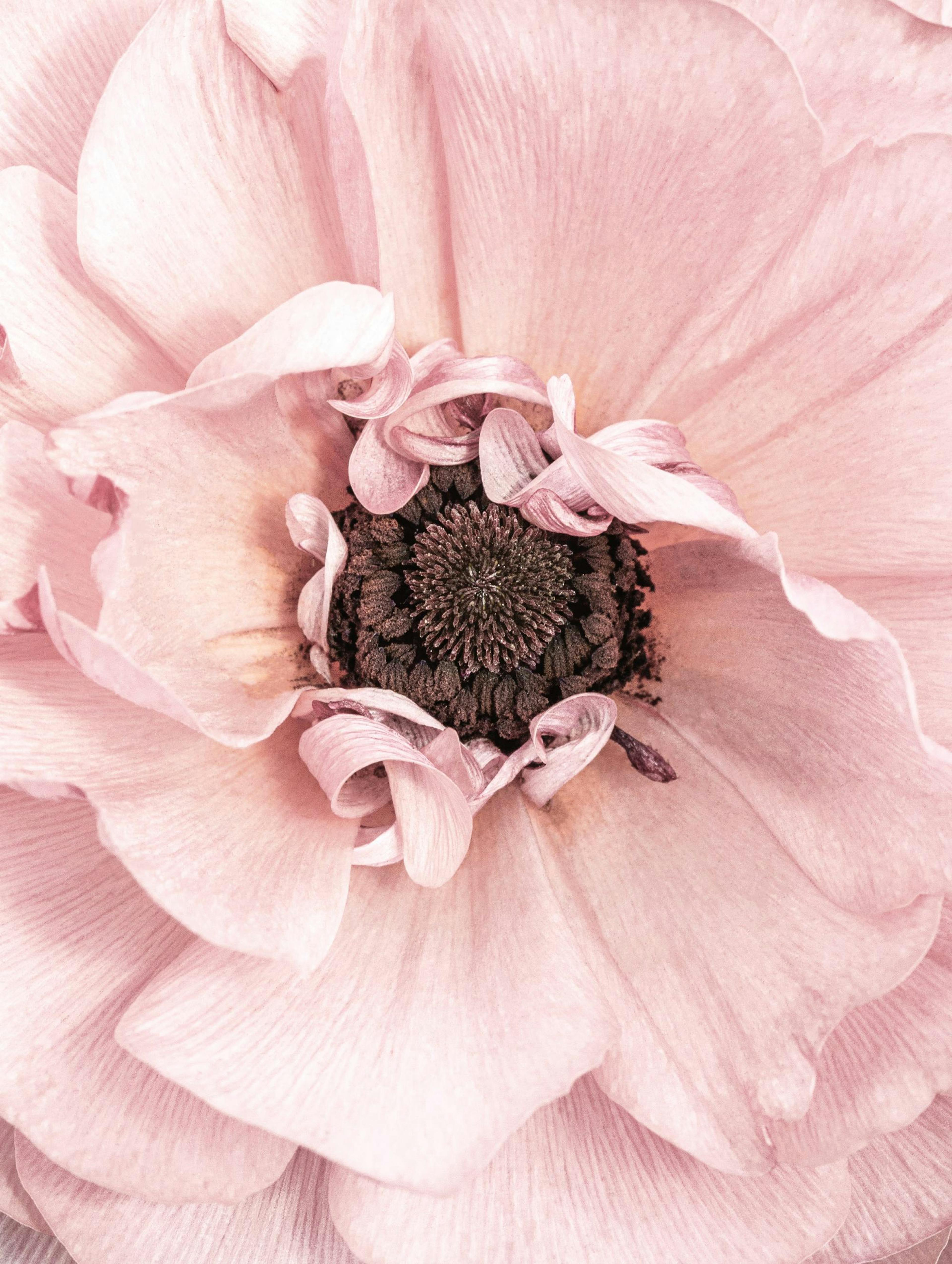 Rosa Blüte Poster 0