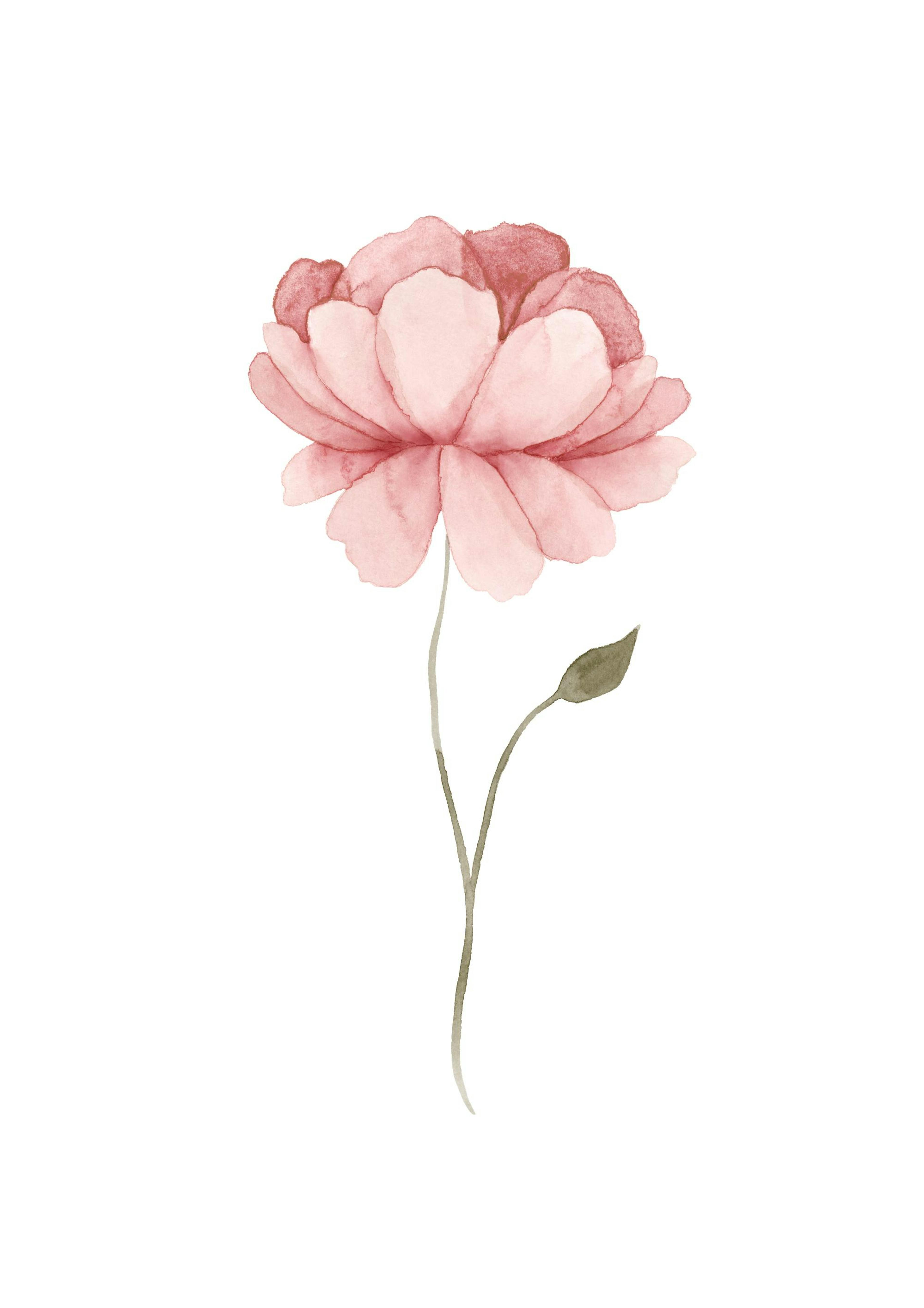 Watercolour Peony Poster 0