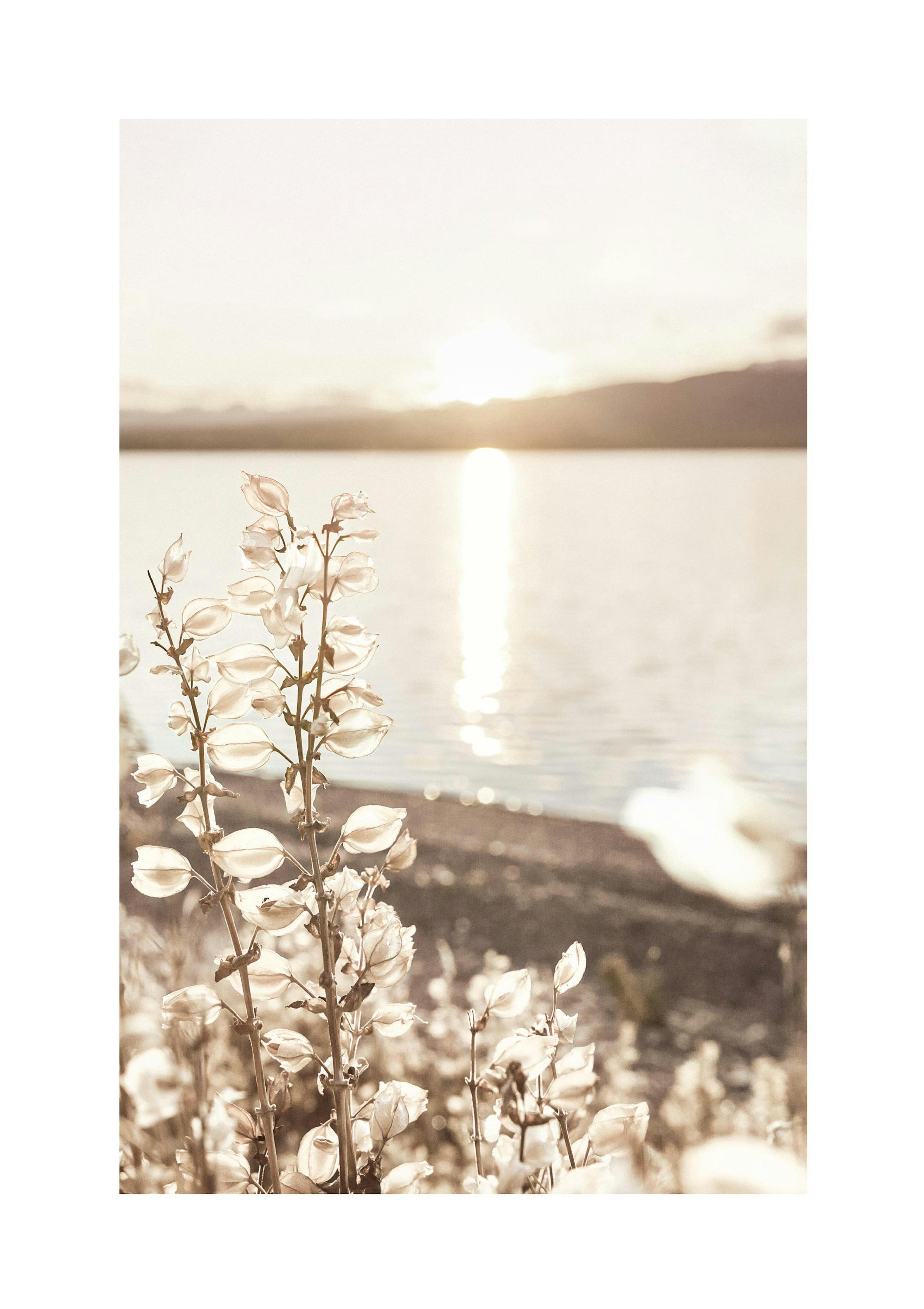 Sun Over Summer Lake Poster thumbnail