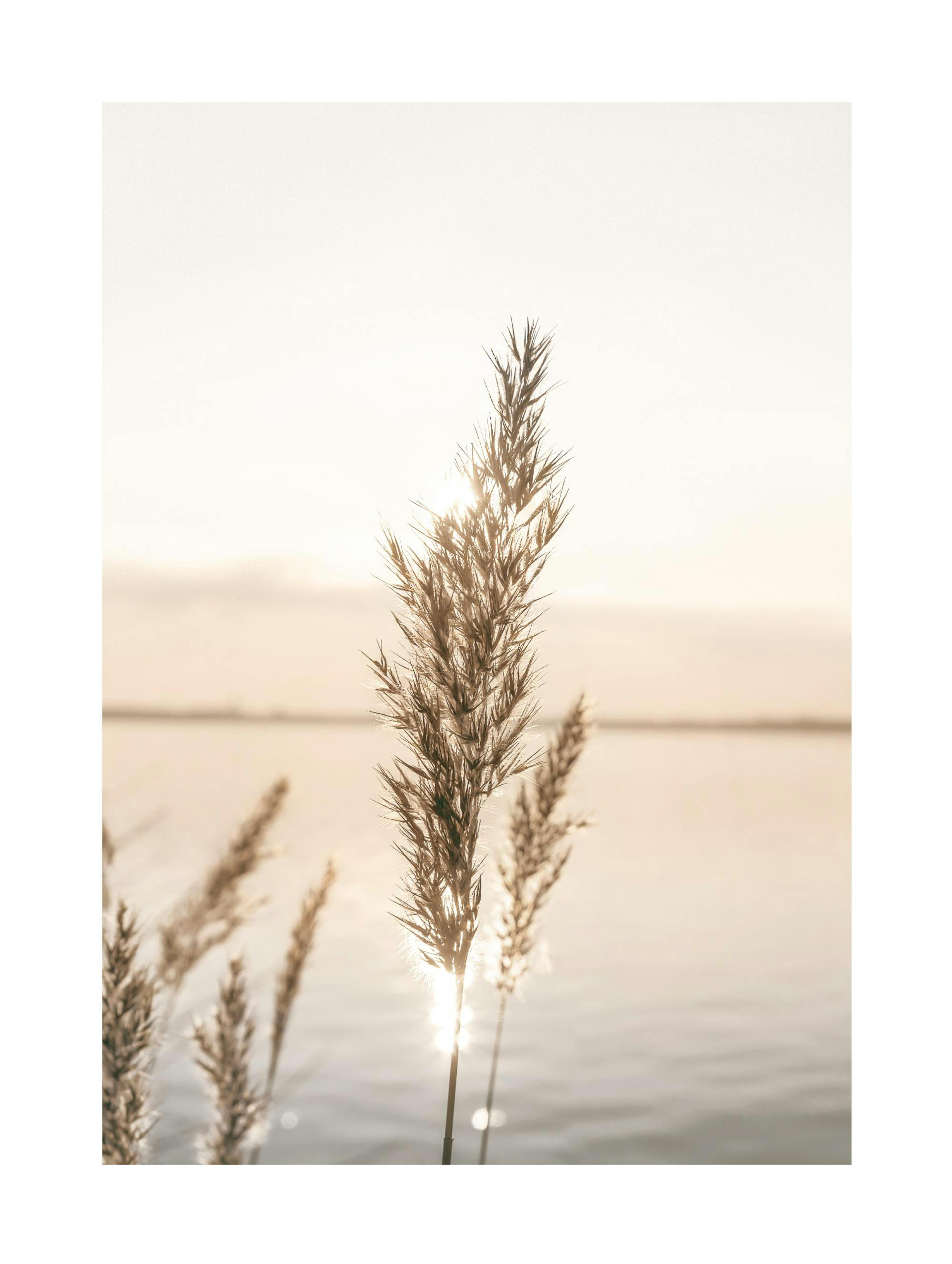 Calm Reeds Poster thumbnail