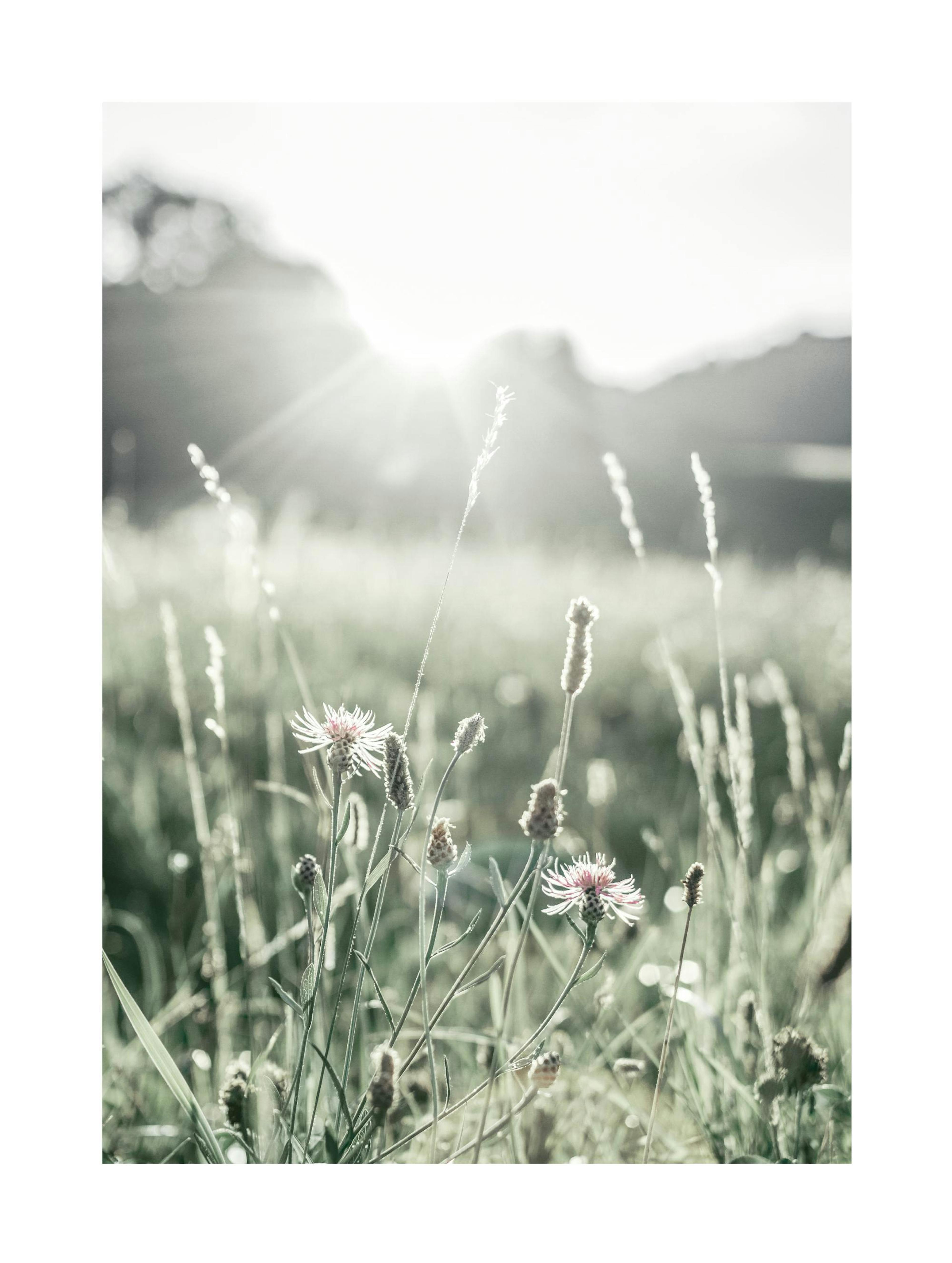 Sommereng Plakat 0