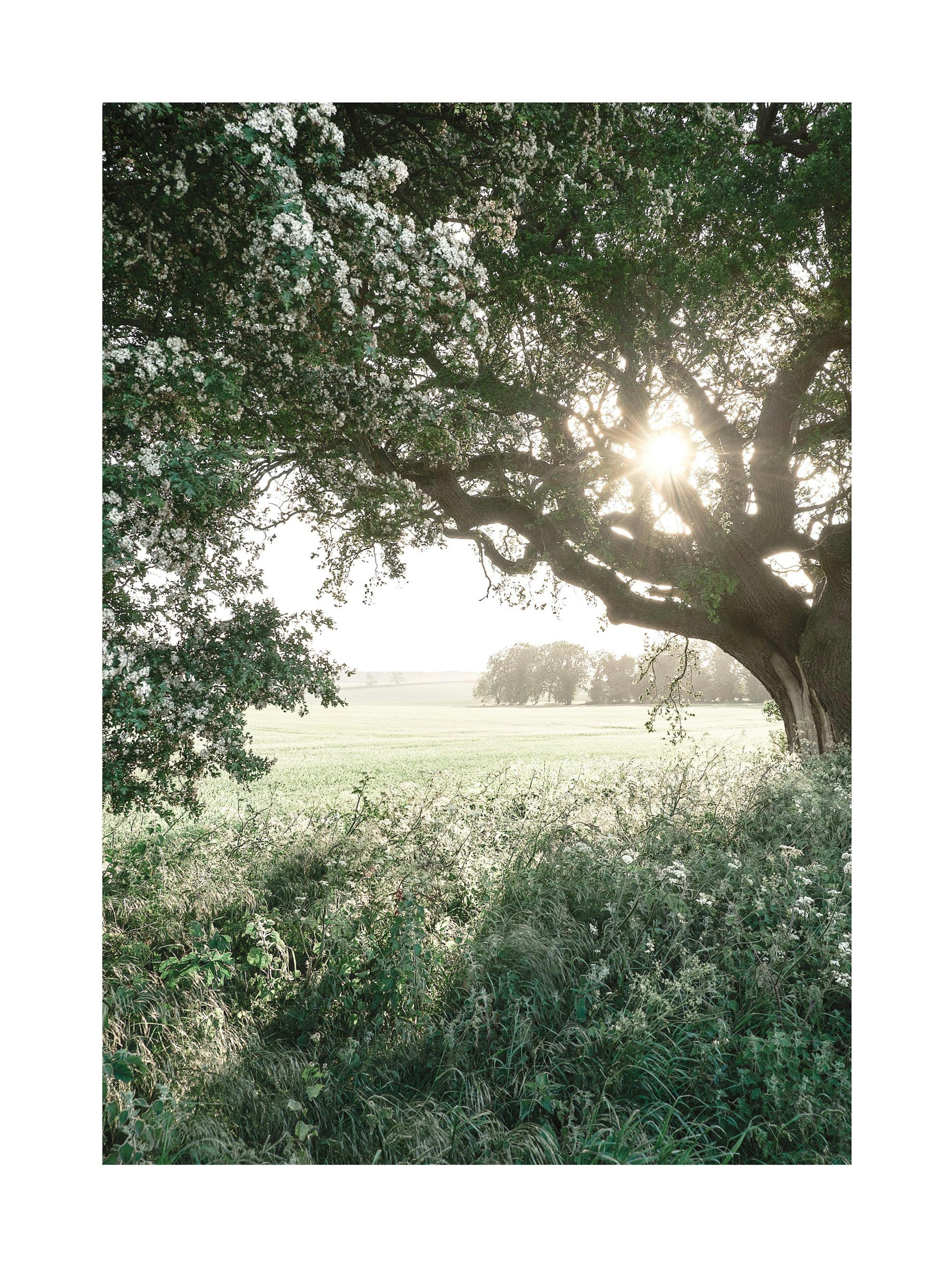 Rural Field Poster thumbnail