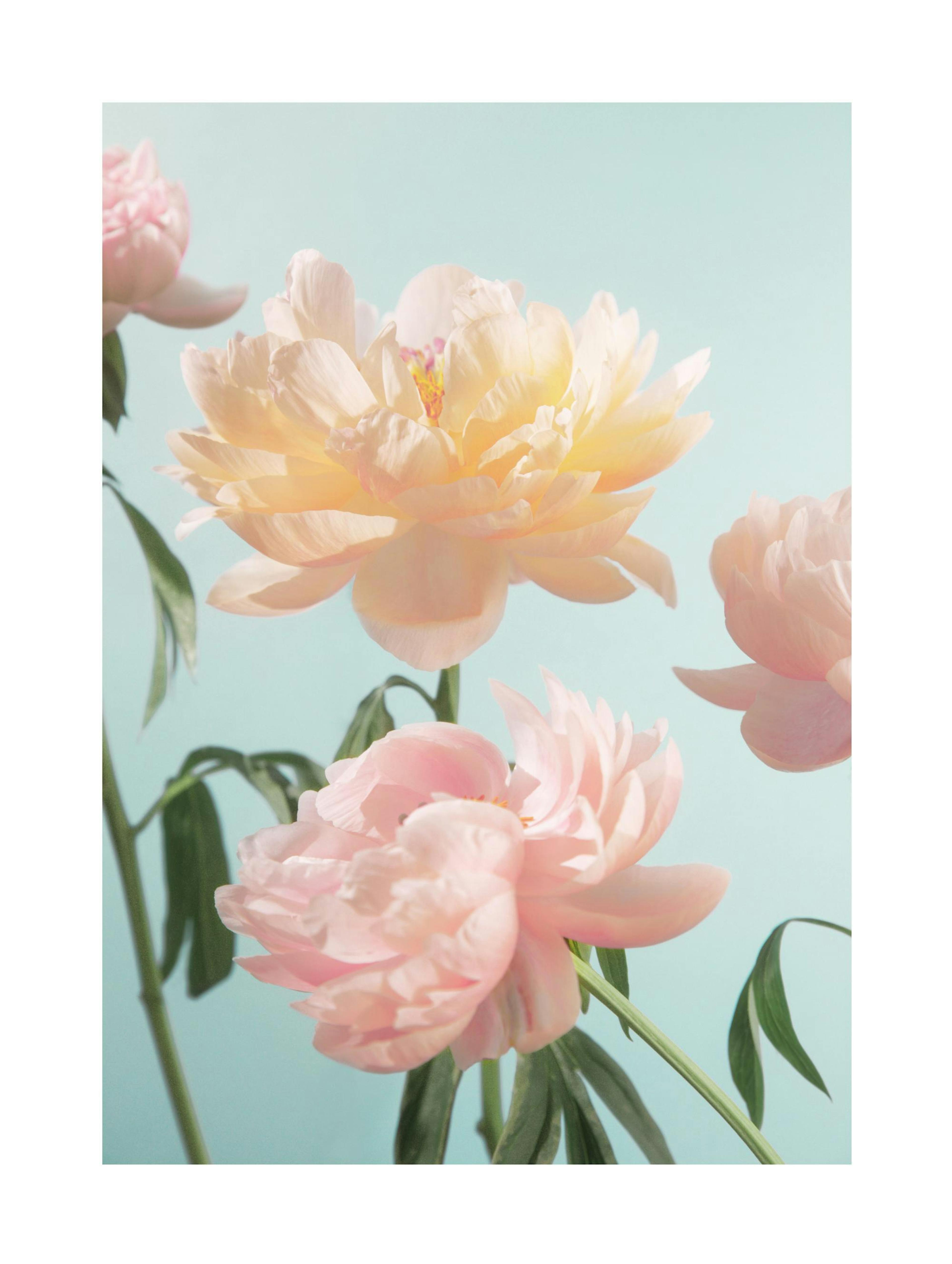 Pastel Flowers Poster 0