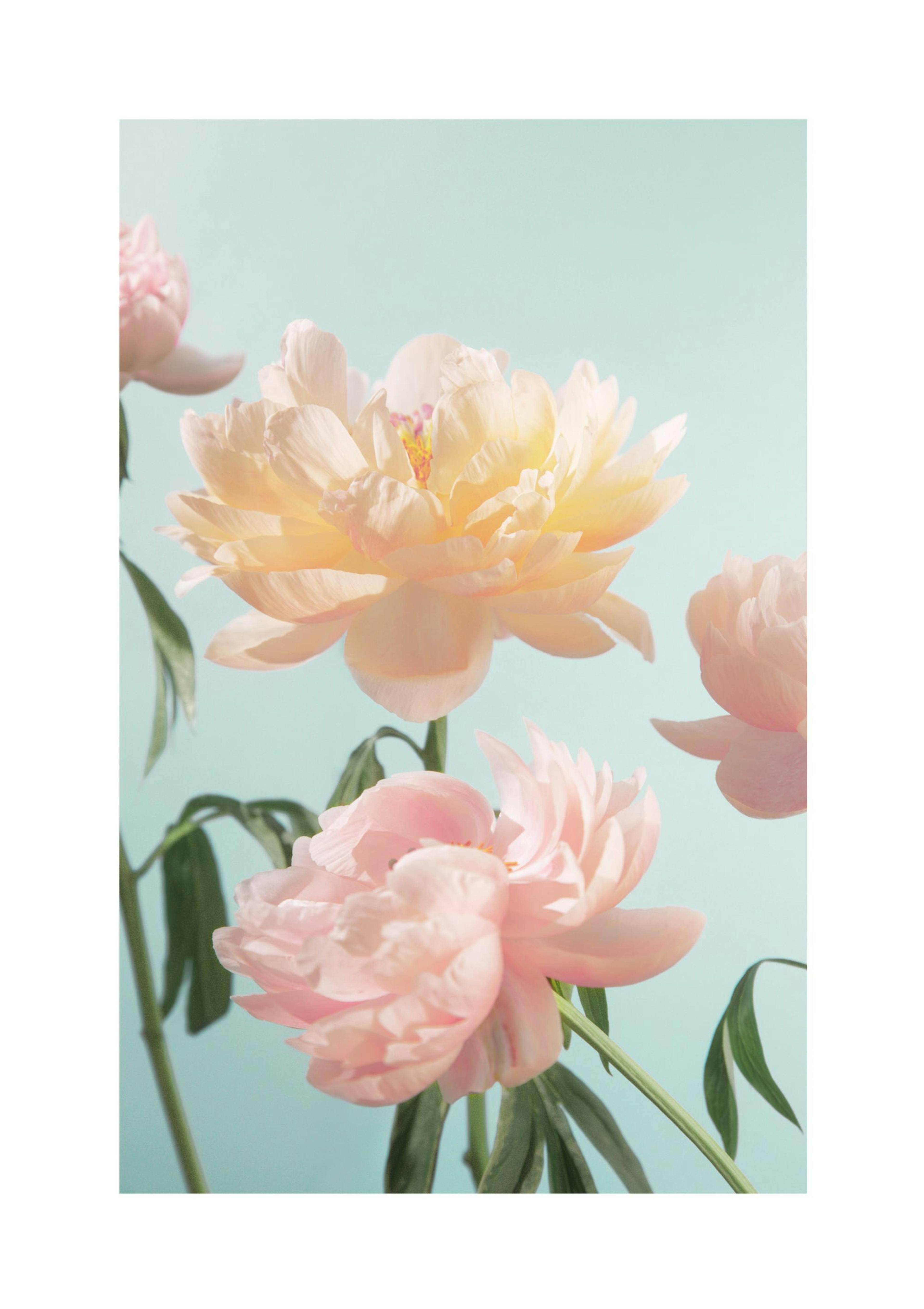 Pastel Flowers Poster thumbnail