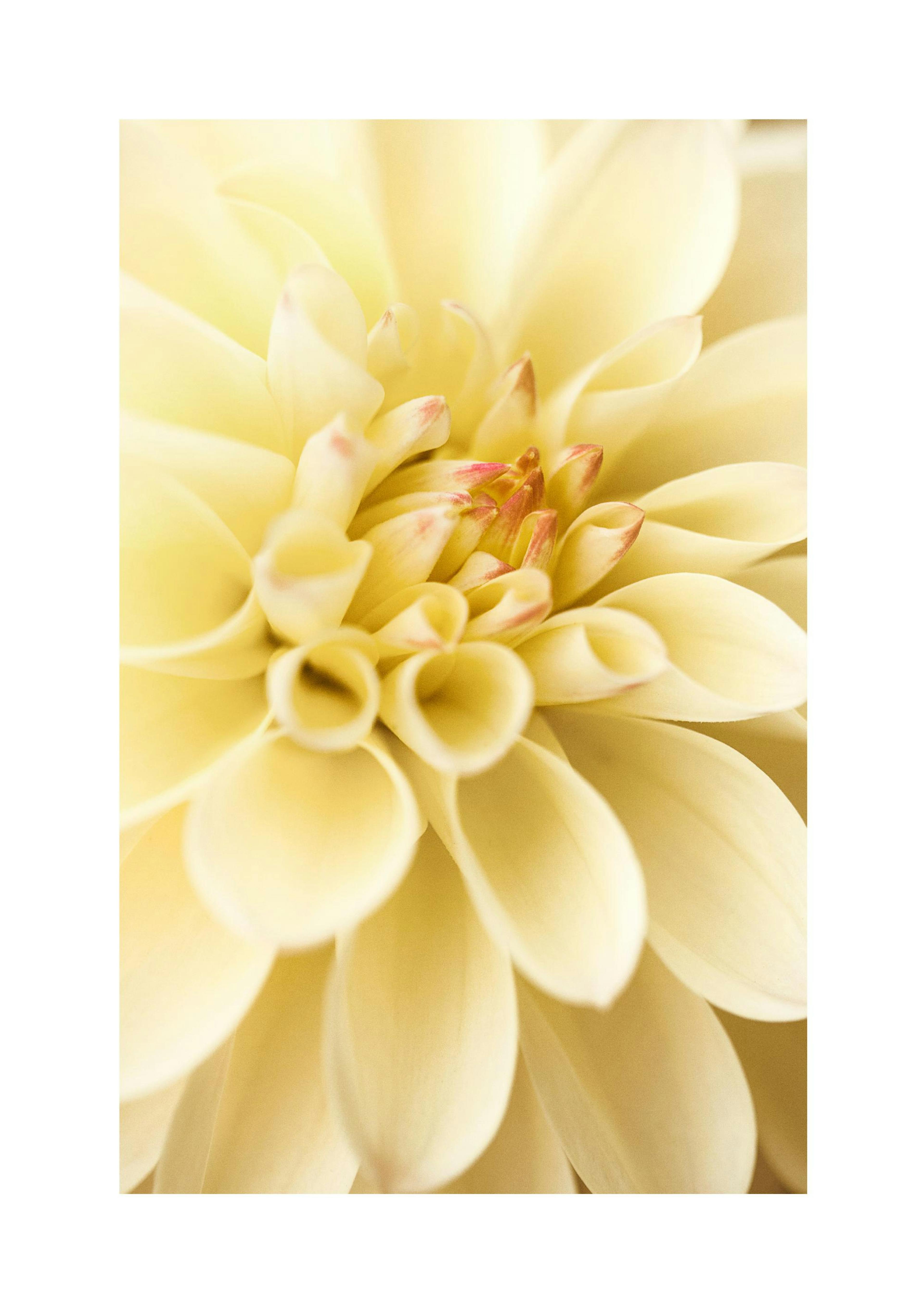 Gele Dahlia Poster thumbnail