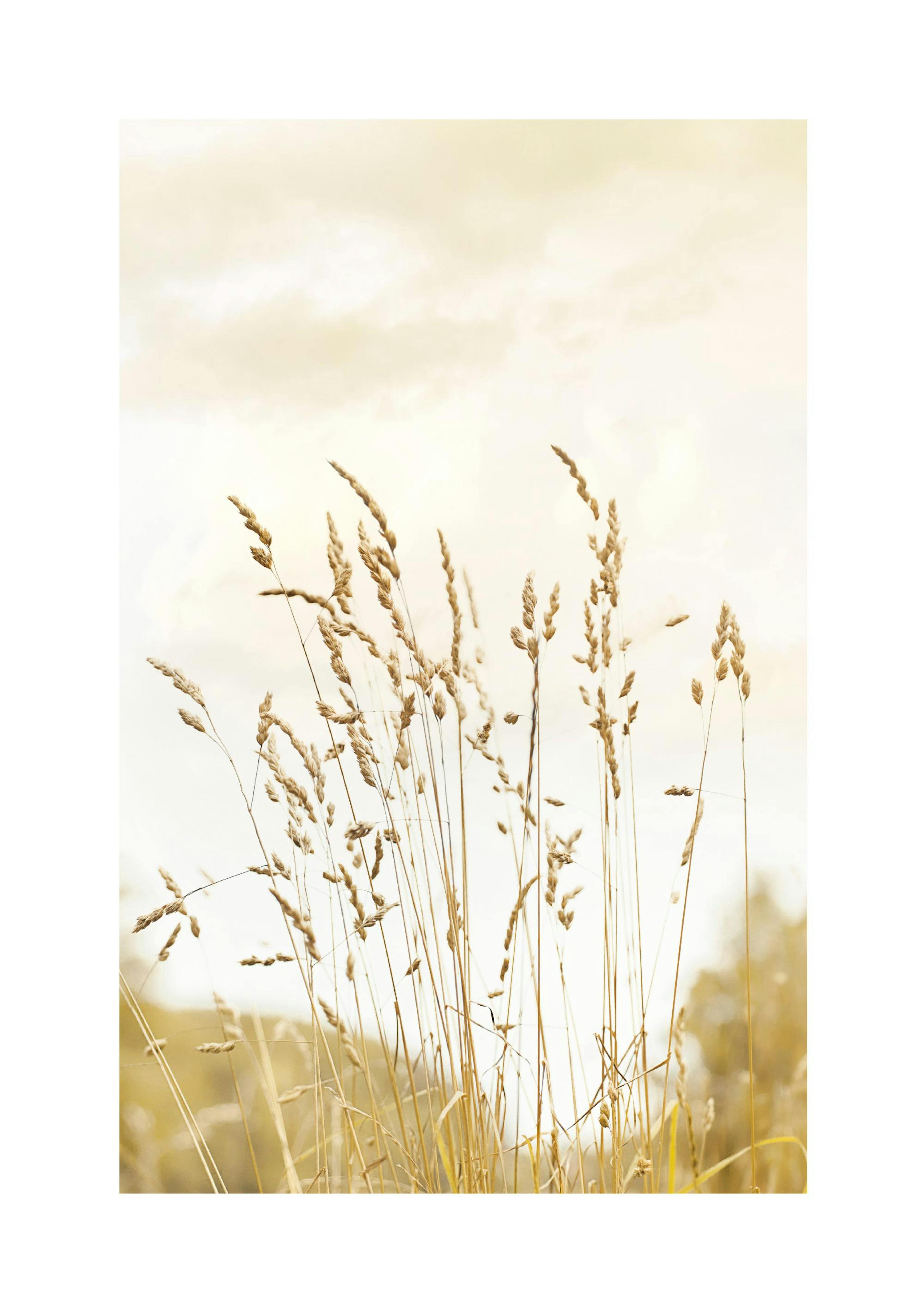 Herbes Jaunes Poster thumbnail