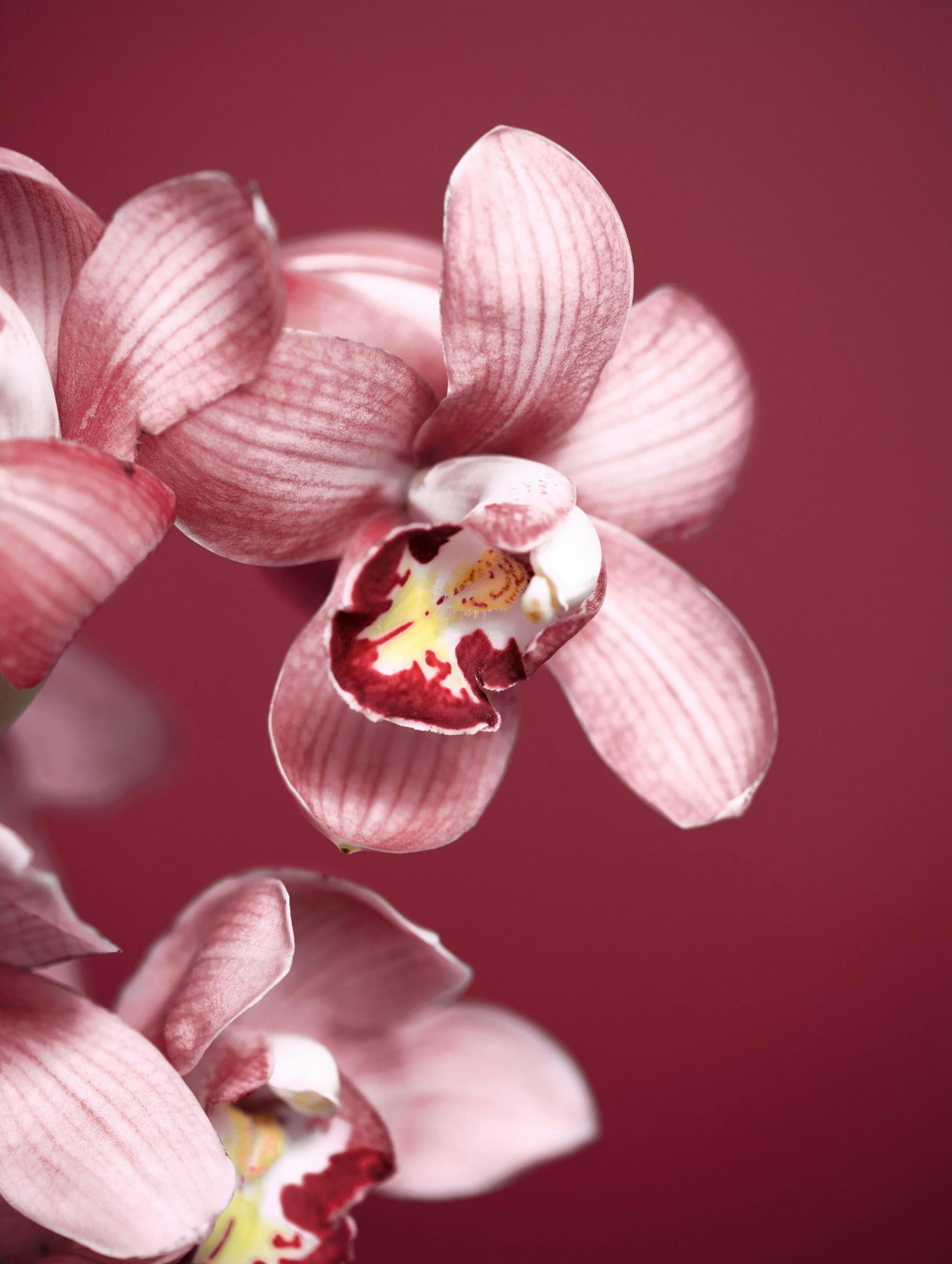 Pink Orchid Poster thumbnail