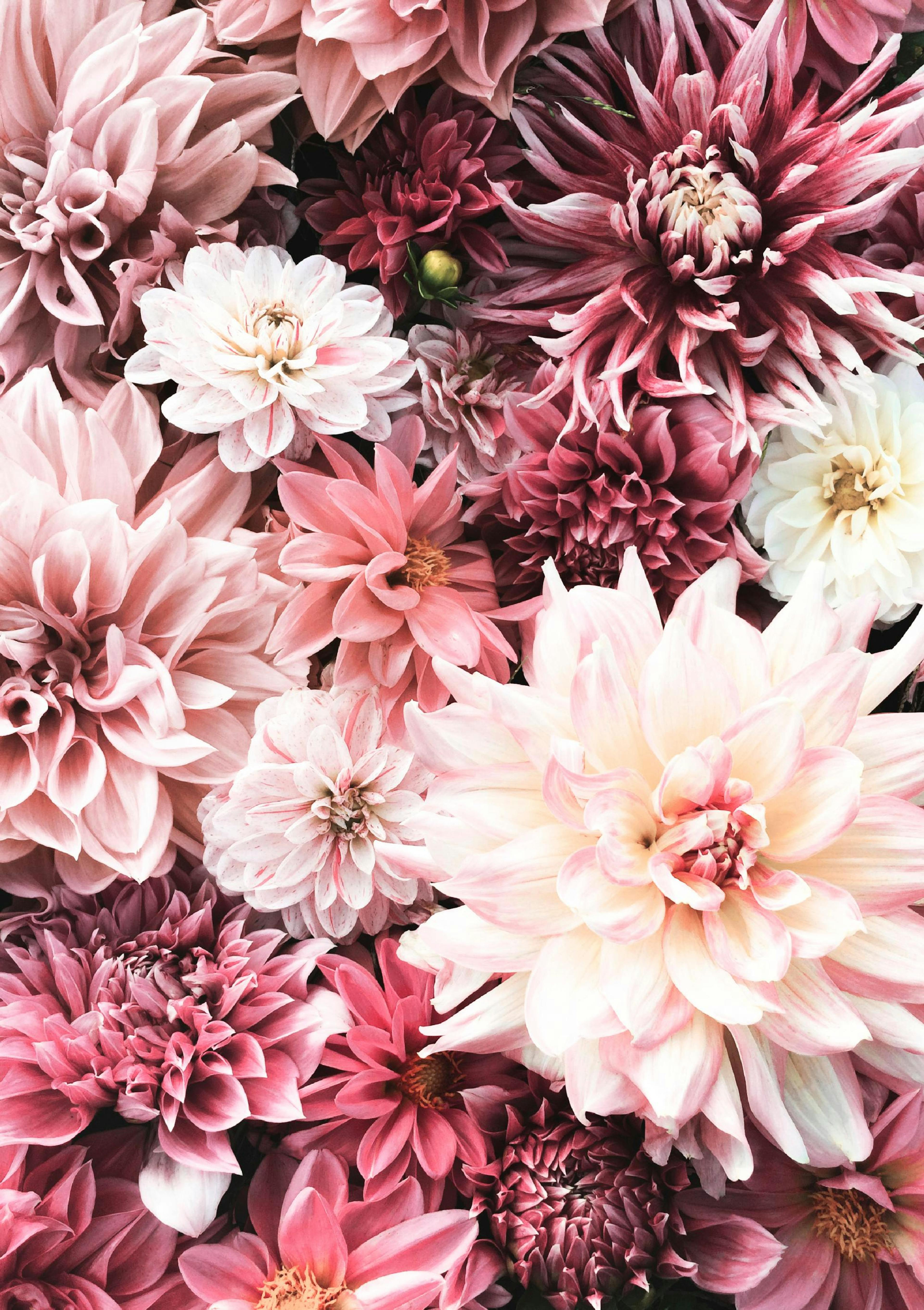 Flowers in Pink Poster thumbnail