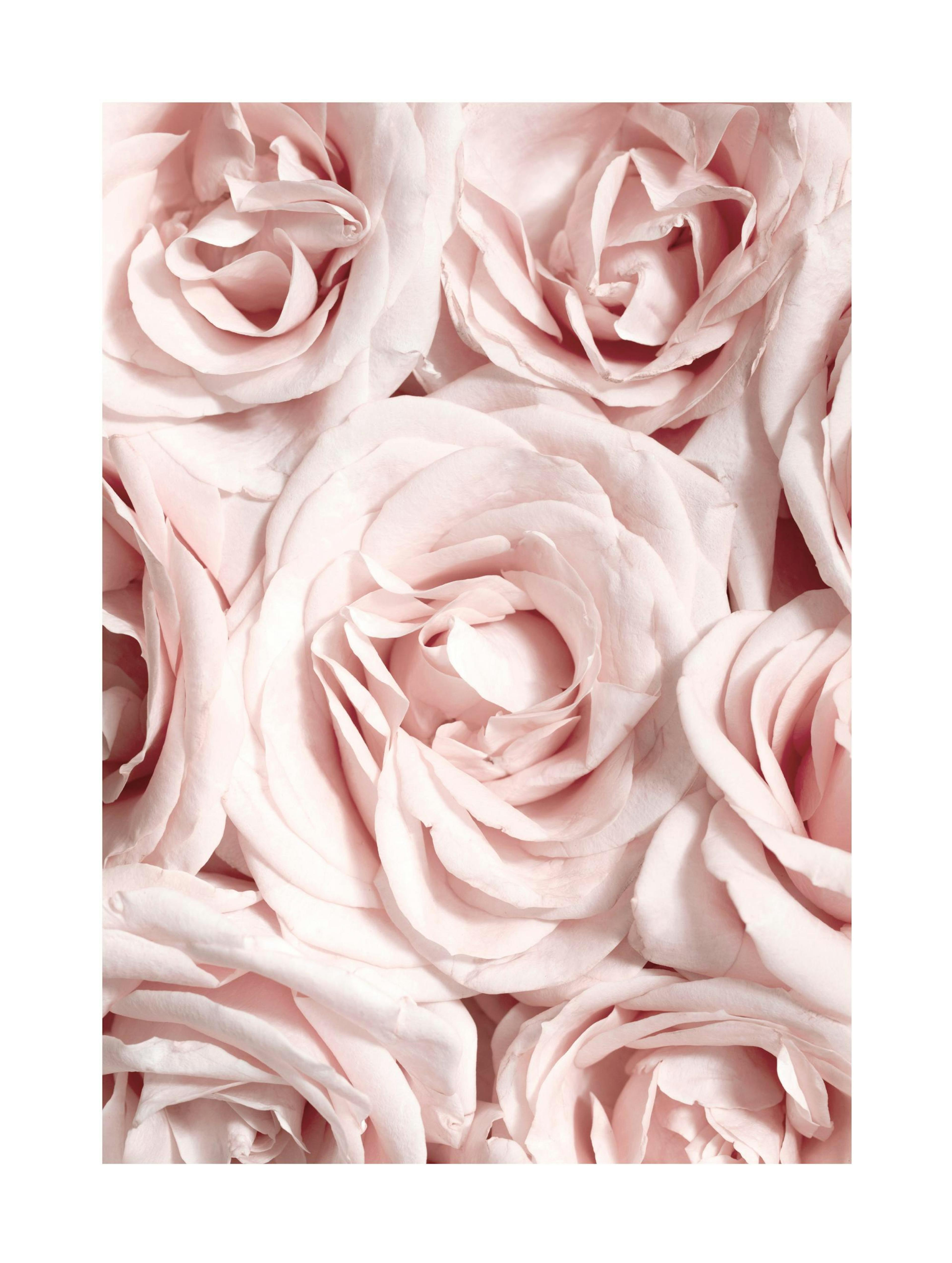 Wall of Roses Poster thumbnail