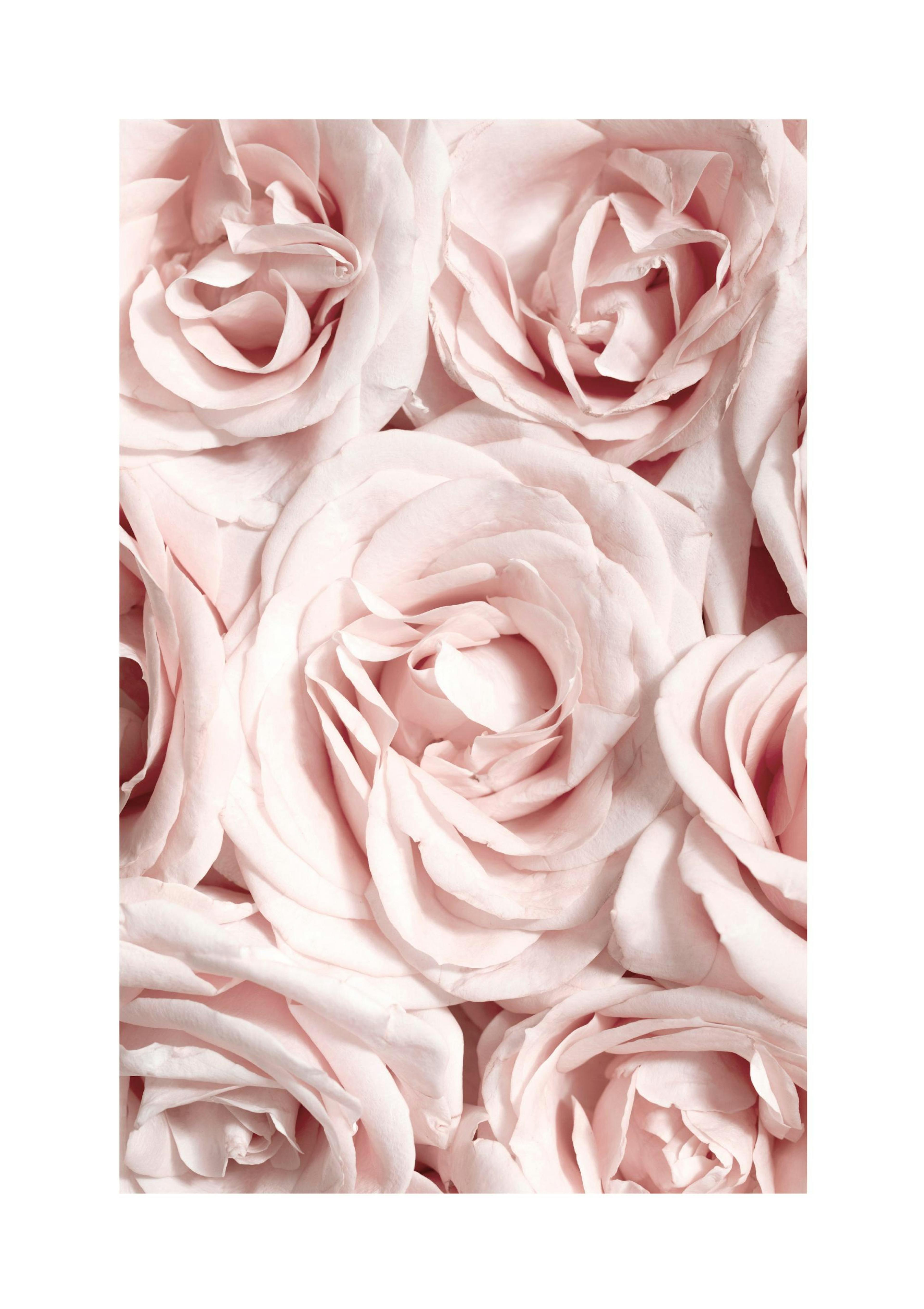 Wall of Roses Poster thumbnail