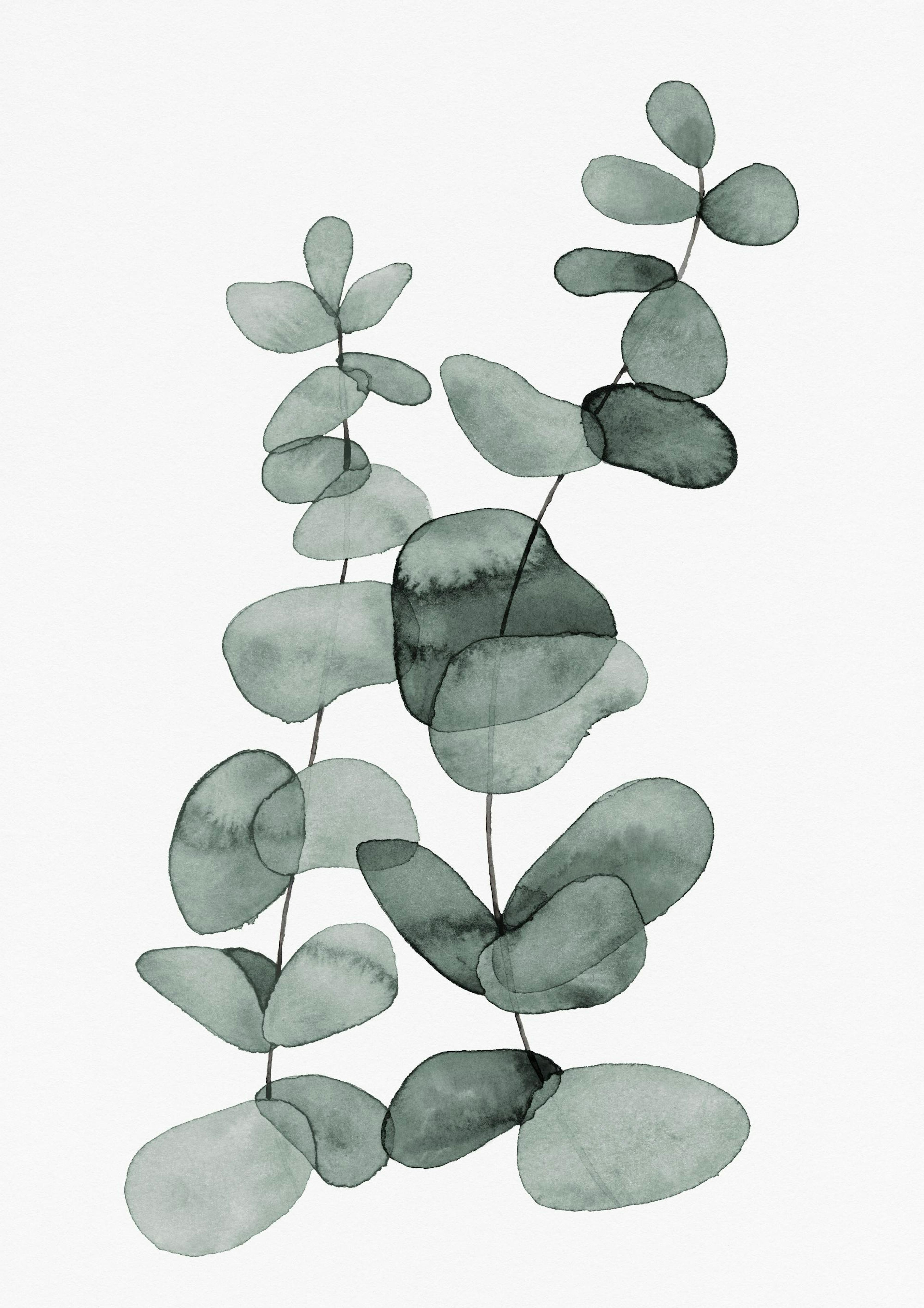 Eucalyptus No2 Poster thumbnail