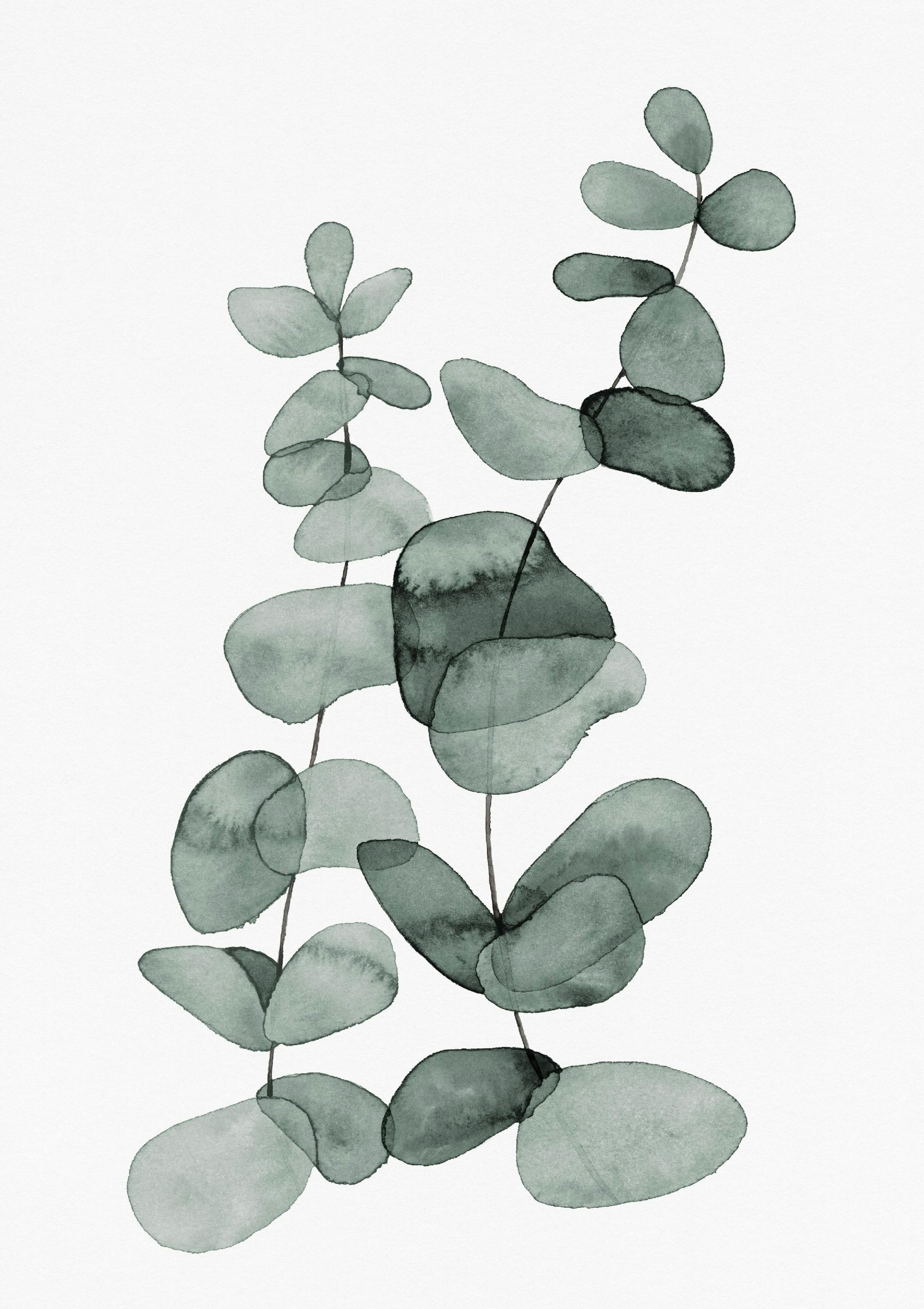 Eucalyptus No2 Poster thumbnail