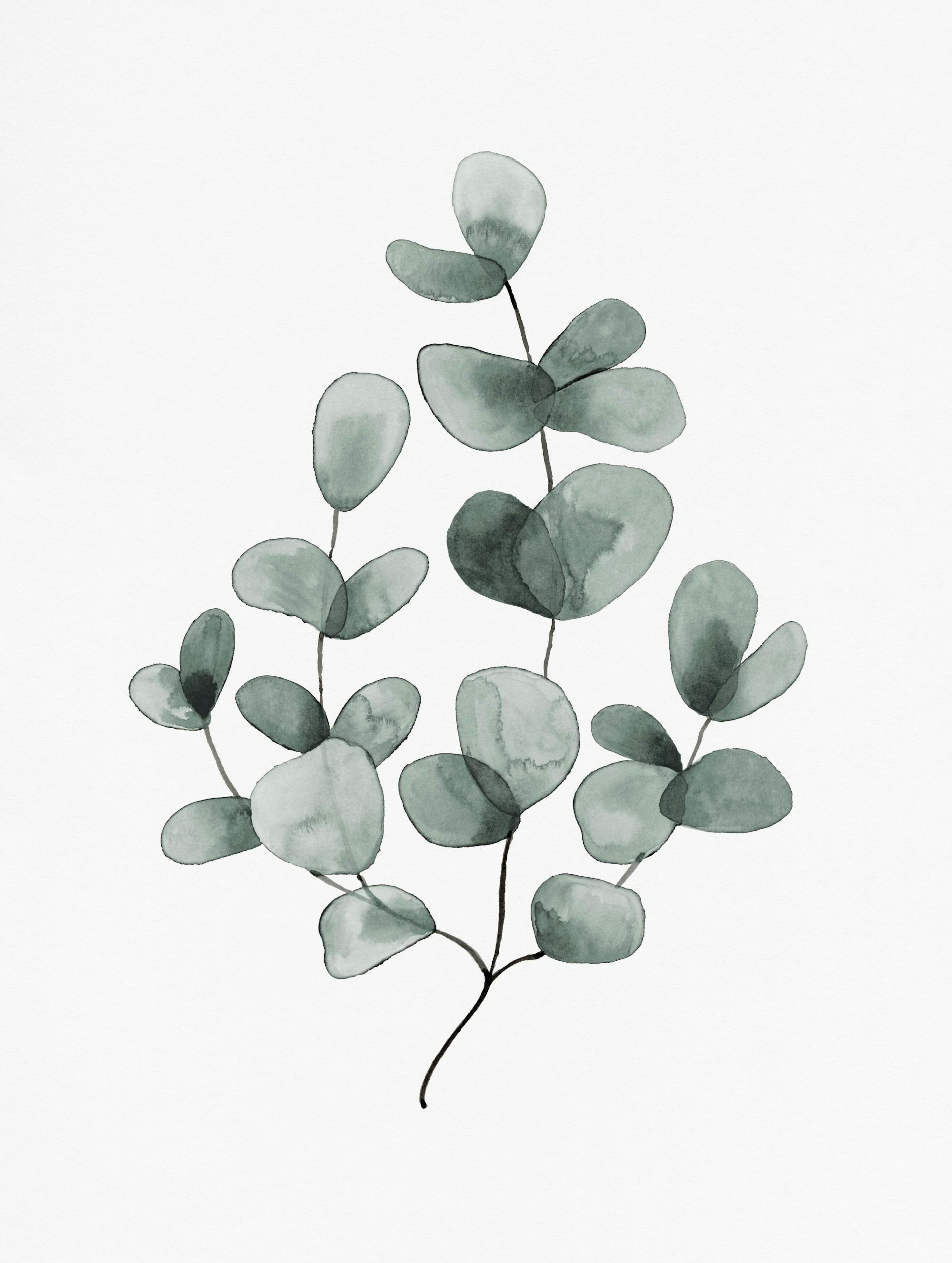 Eucalyptus No1 Poster 0