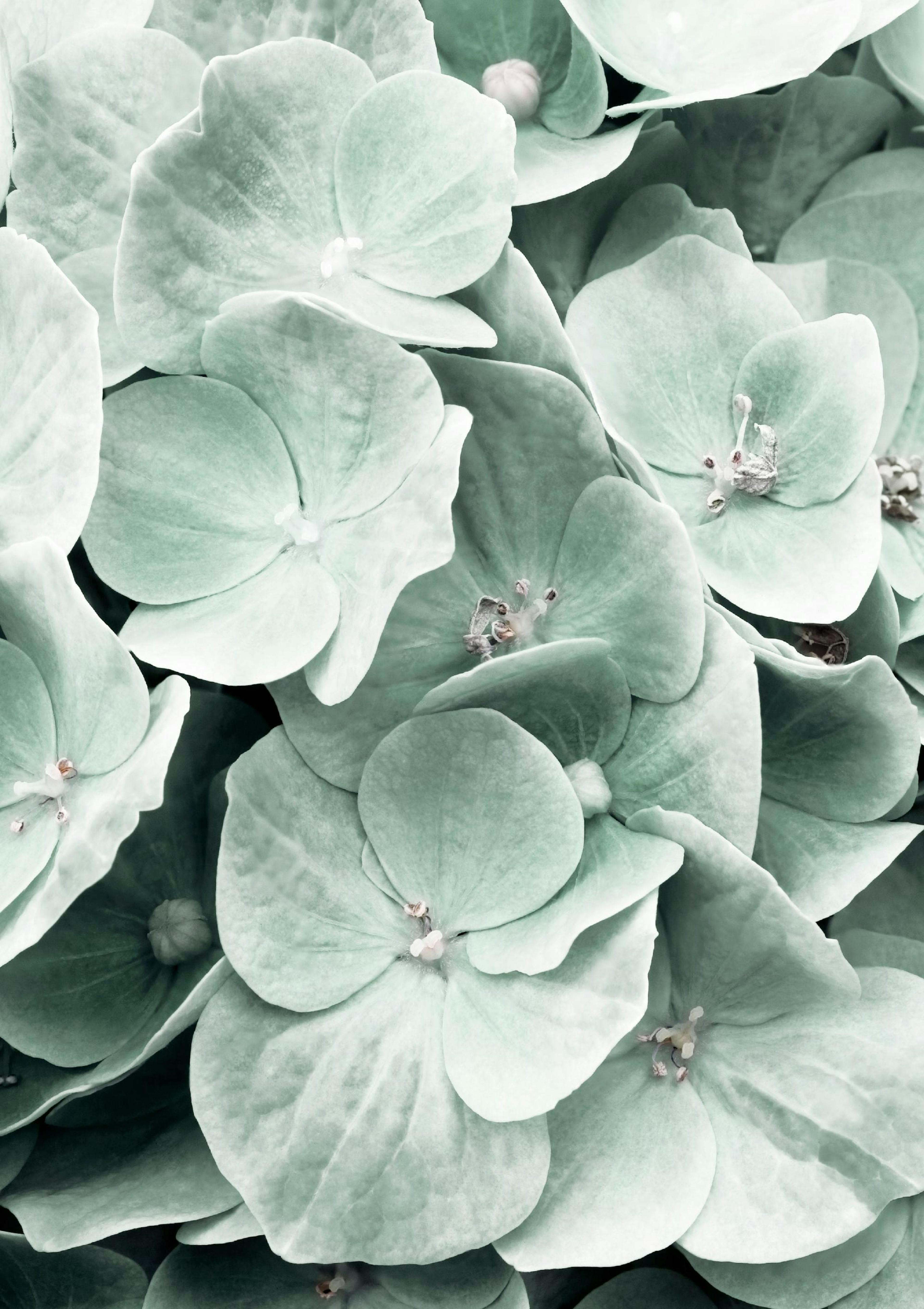 Hydrangea Flower Poster thumbnail