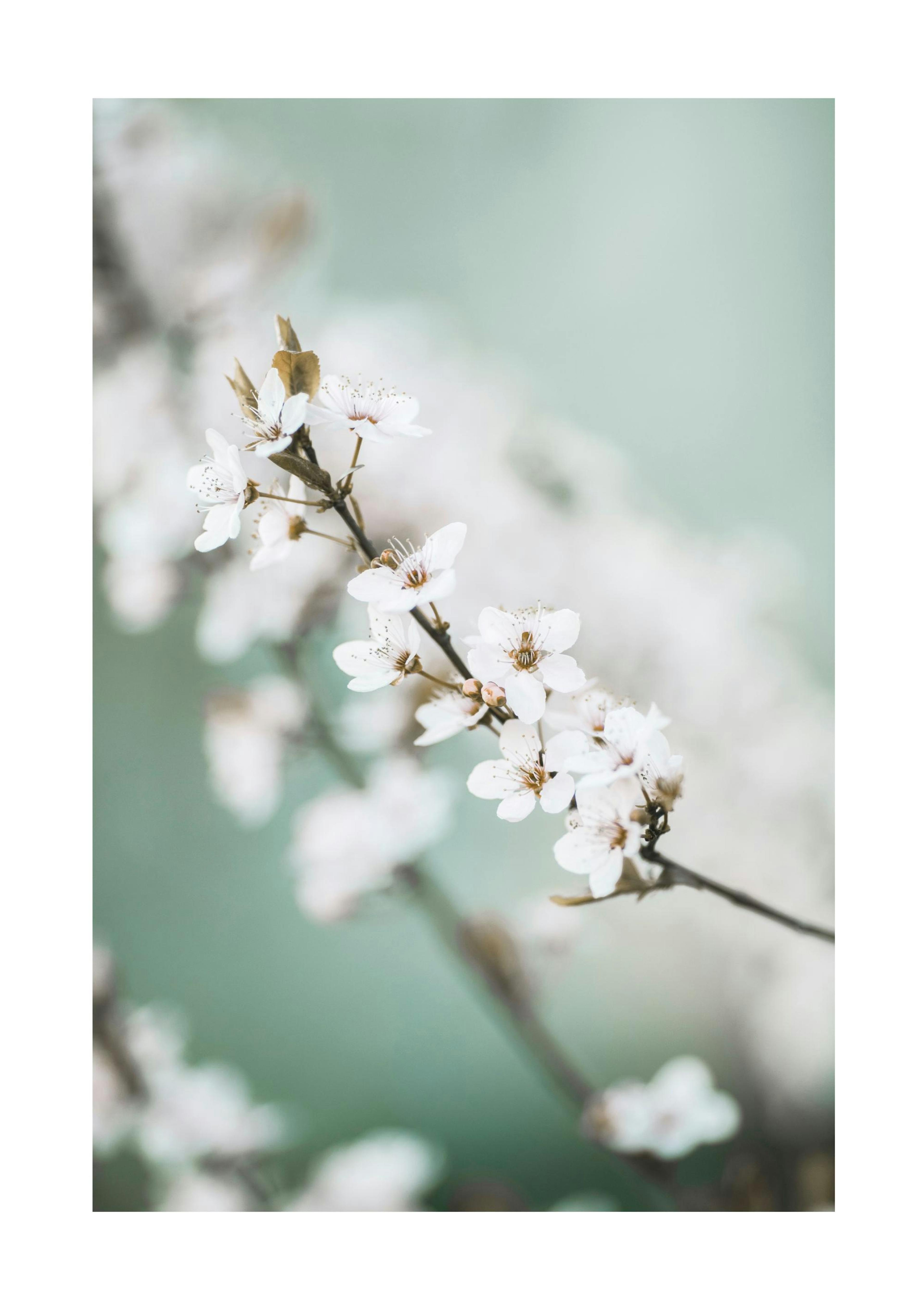 Spring Cherry Blossom Poster 0