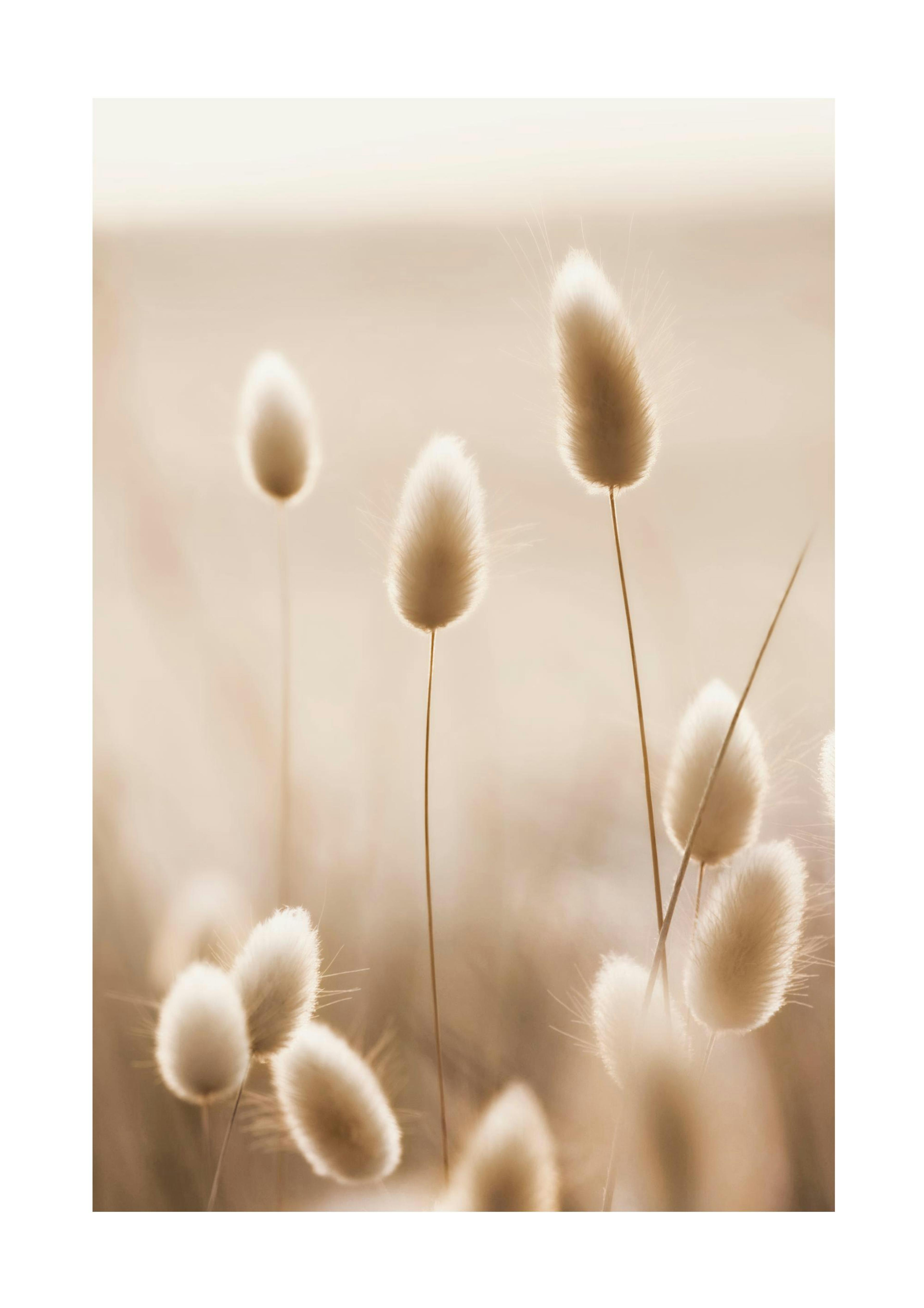 Bunny Tail Grass Poster 0