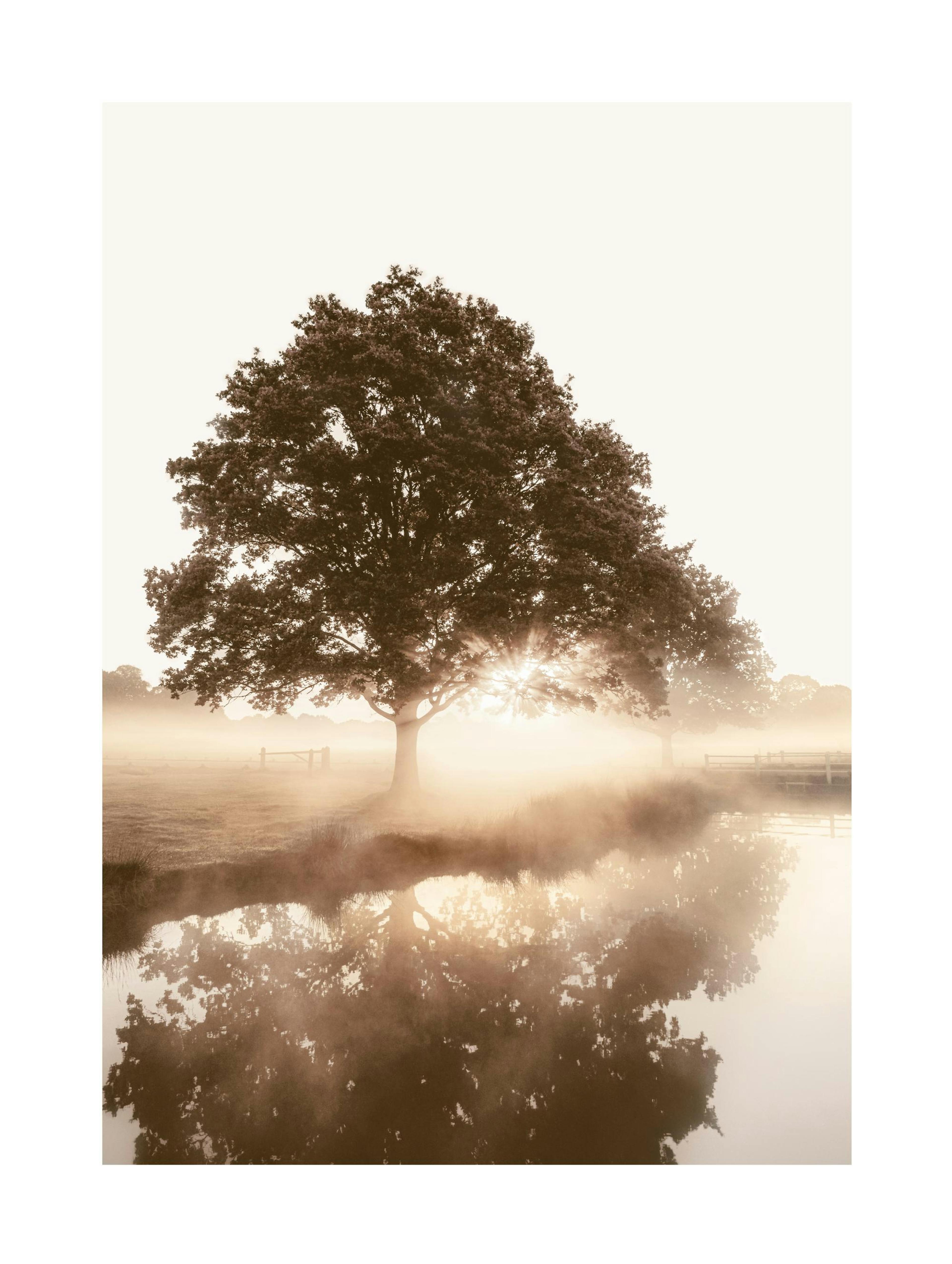 Tree in the Mist Poster thumbnail