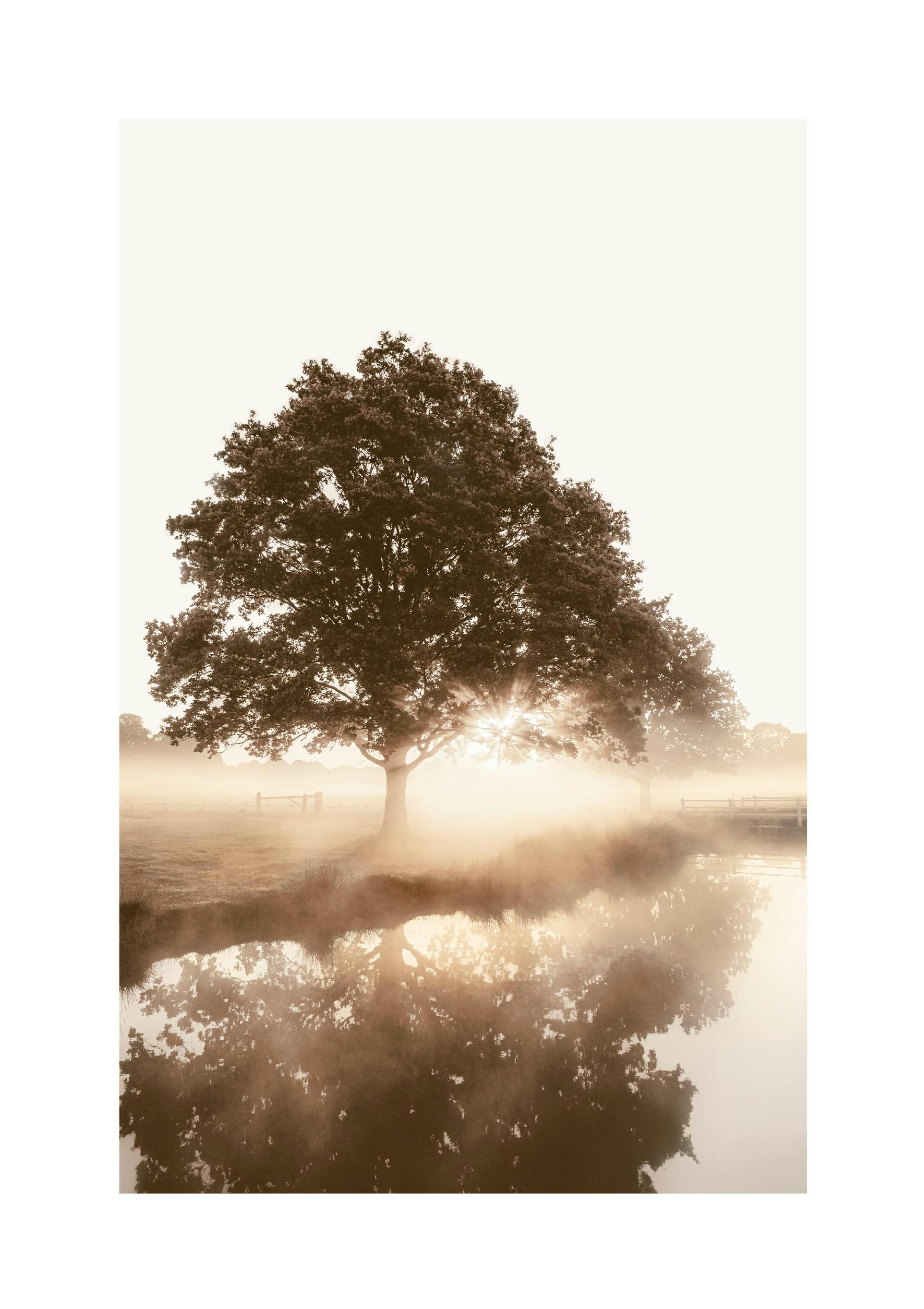 Baum im Nebel Poster thumbnail