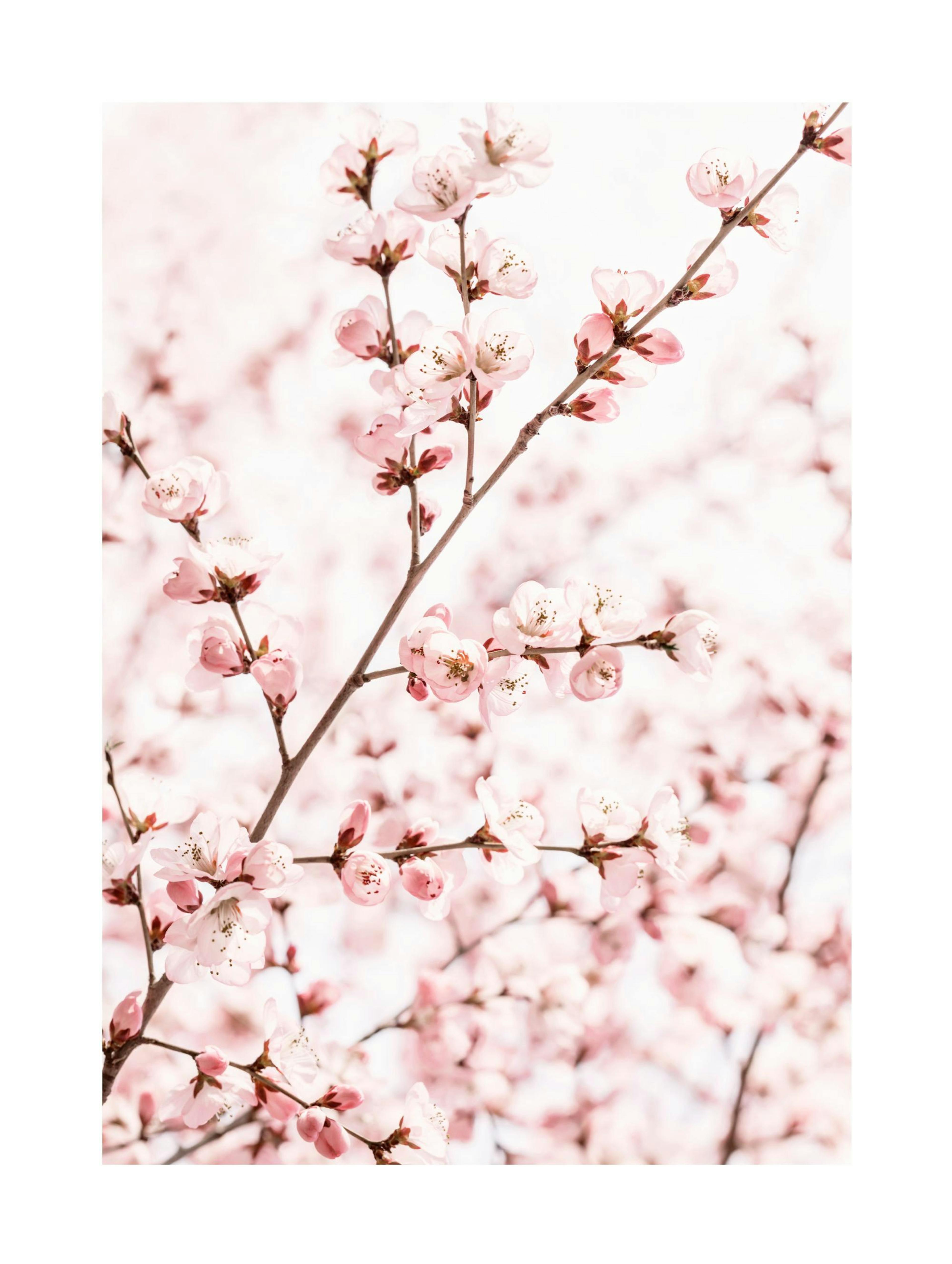 Peach Blossom Poster 0