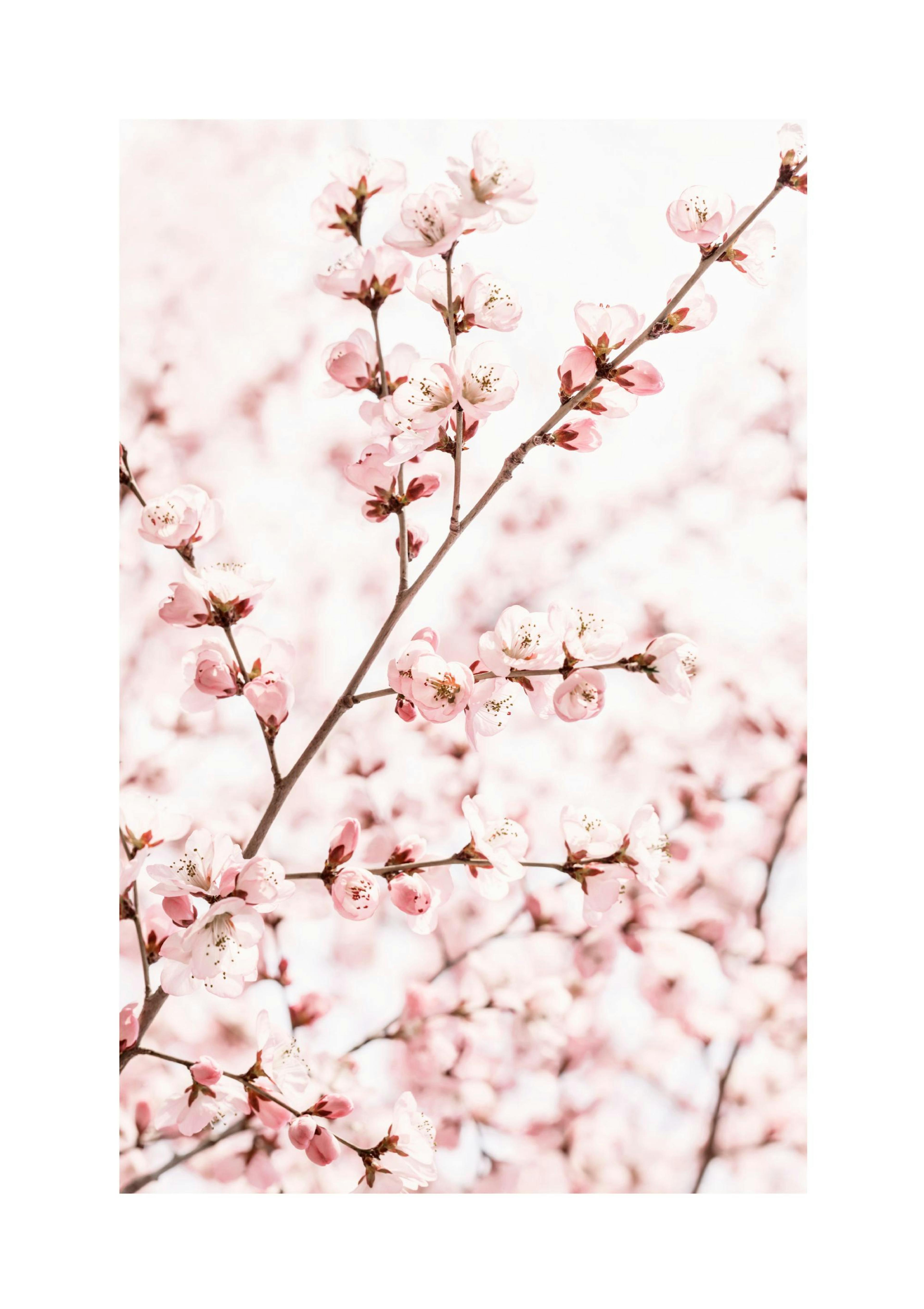 Peach Blossom Poster thumbnail