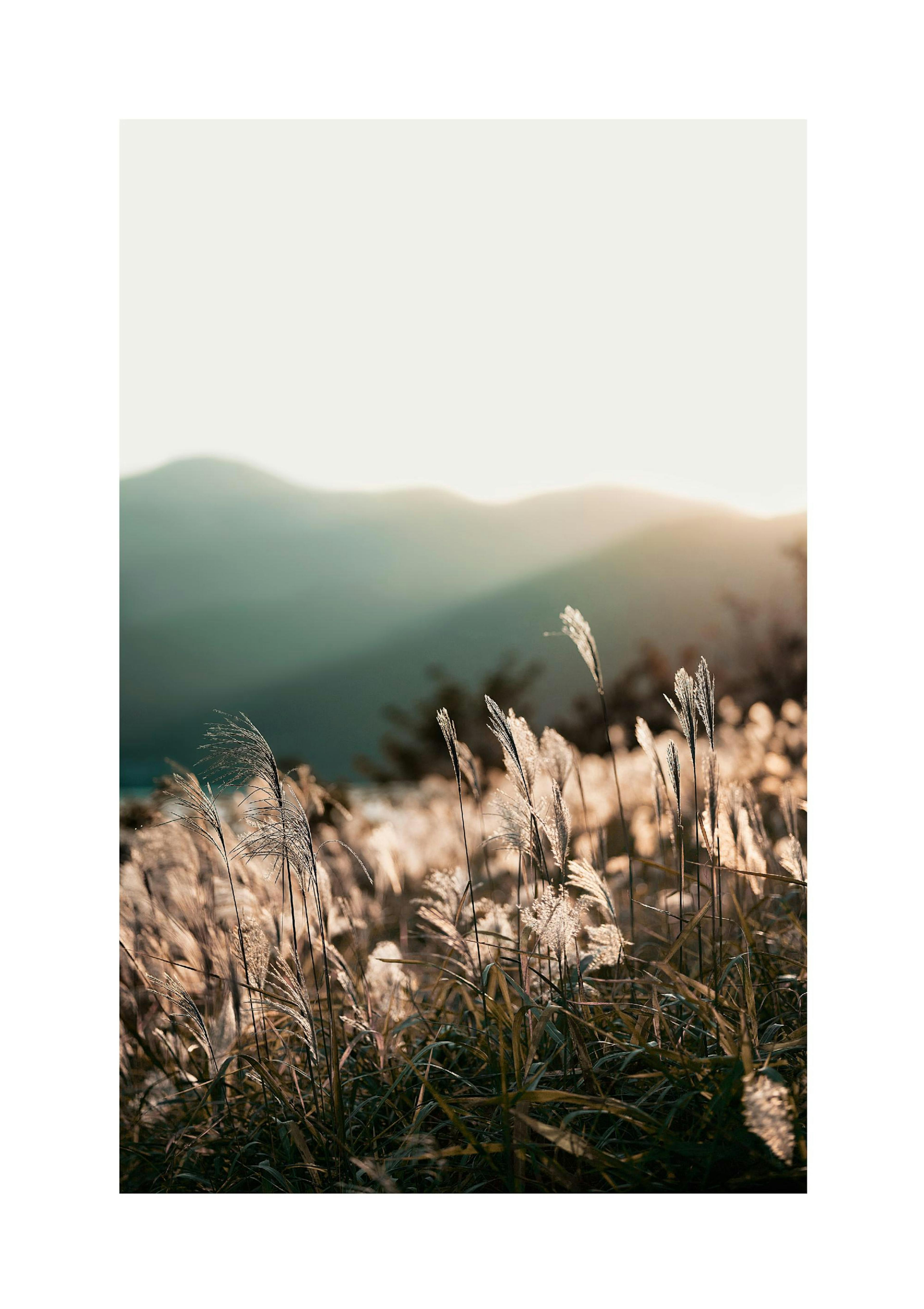 Sunlight Grass Poster thumbnail