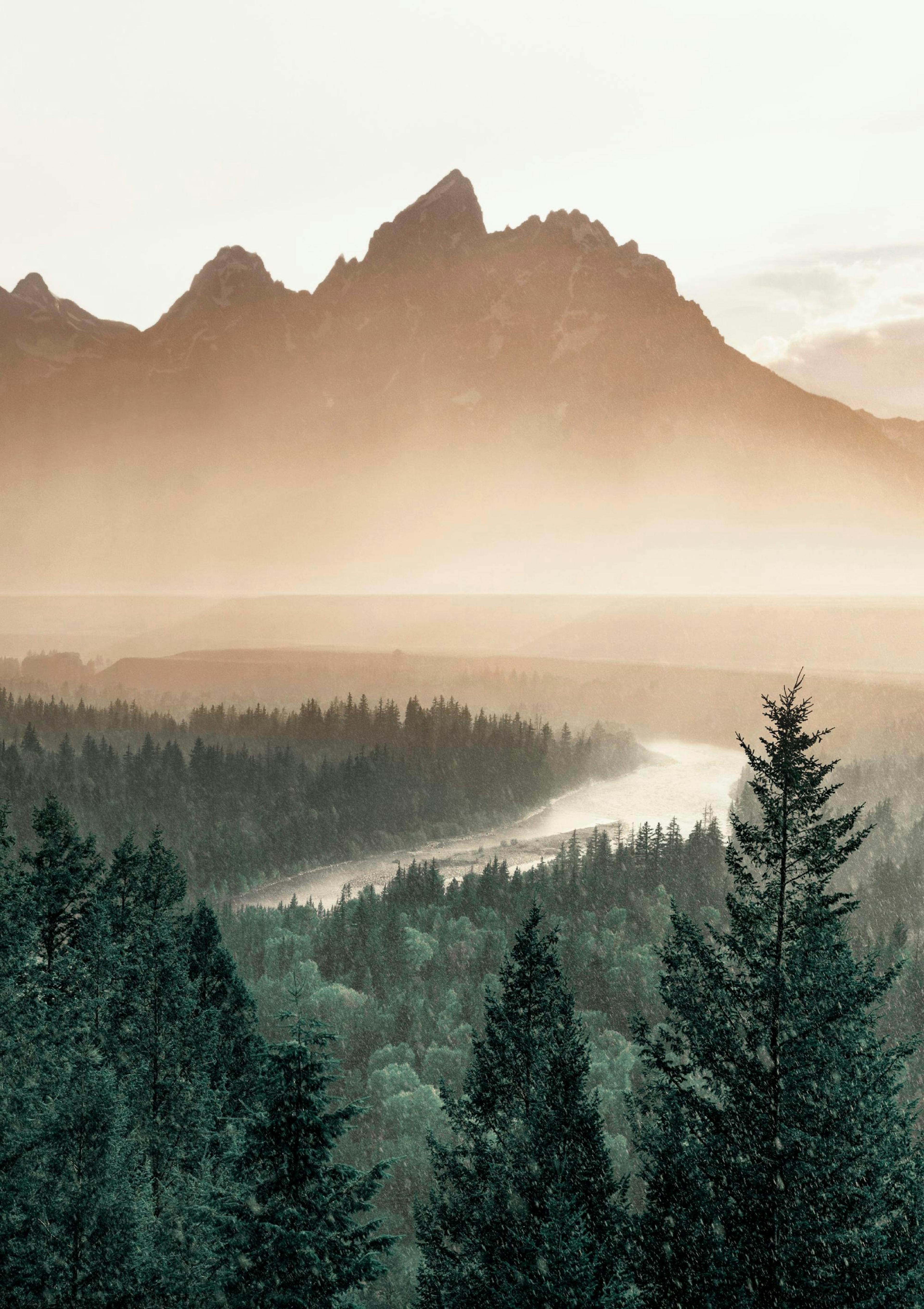 Pine Tree Valley Poster thumbnail