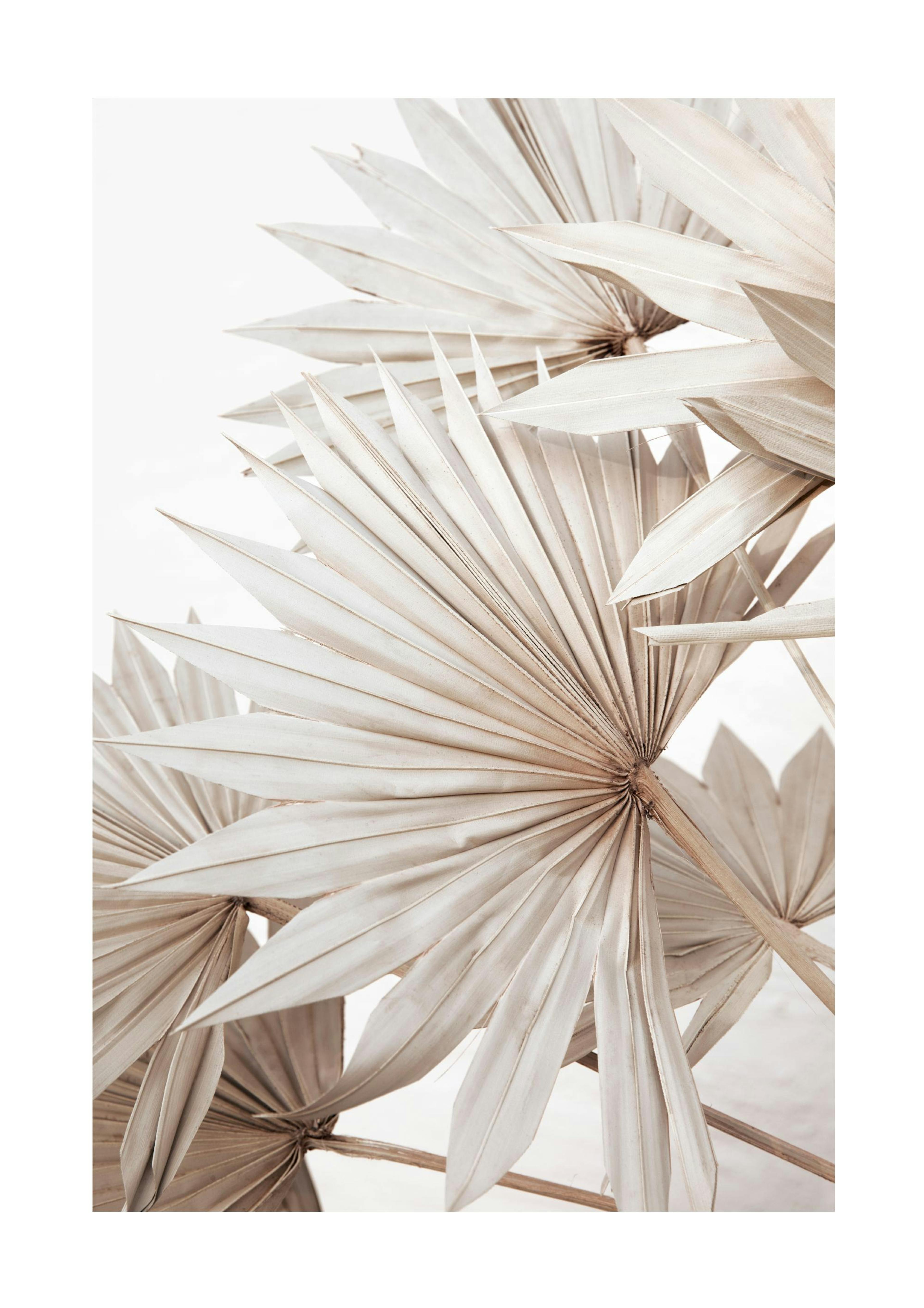 Palmes Beige No1 Poster 0
