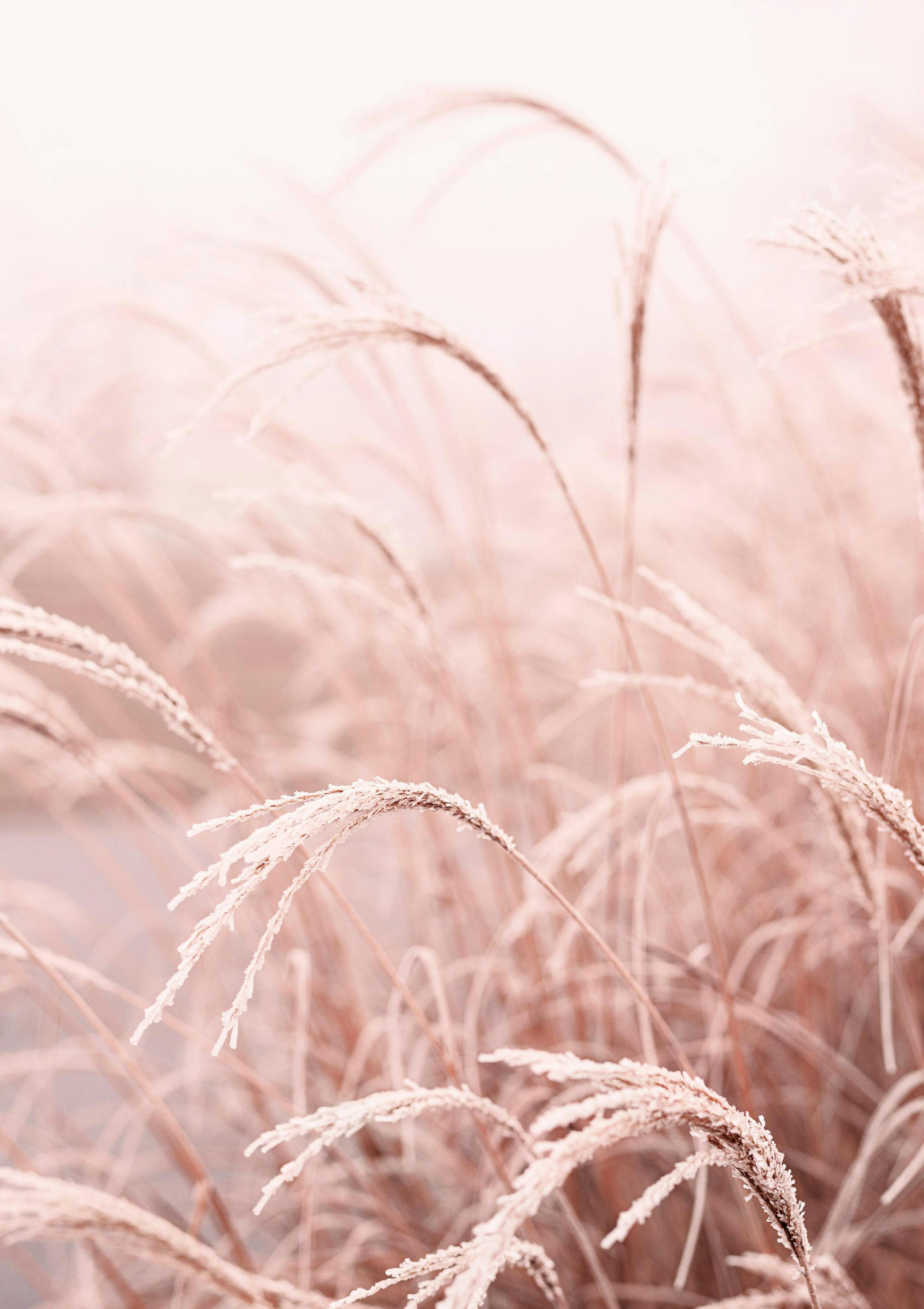 Frosty Reed Poster thumbnail