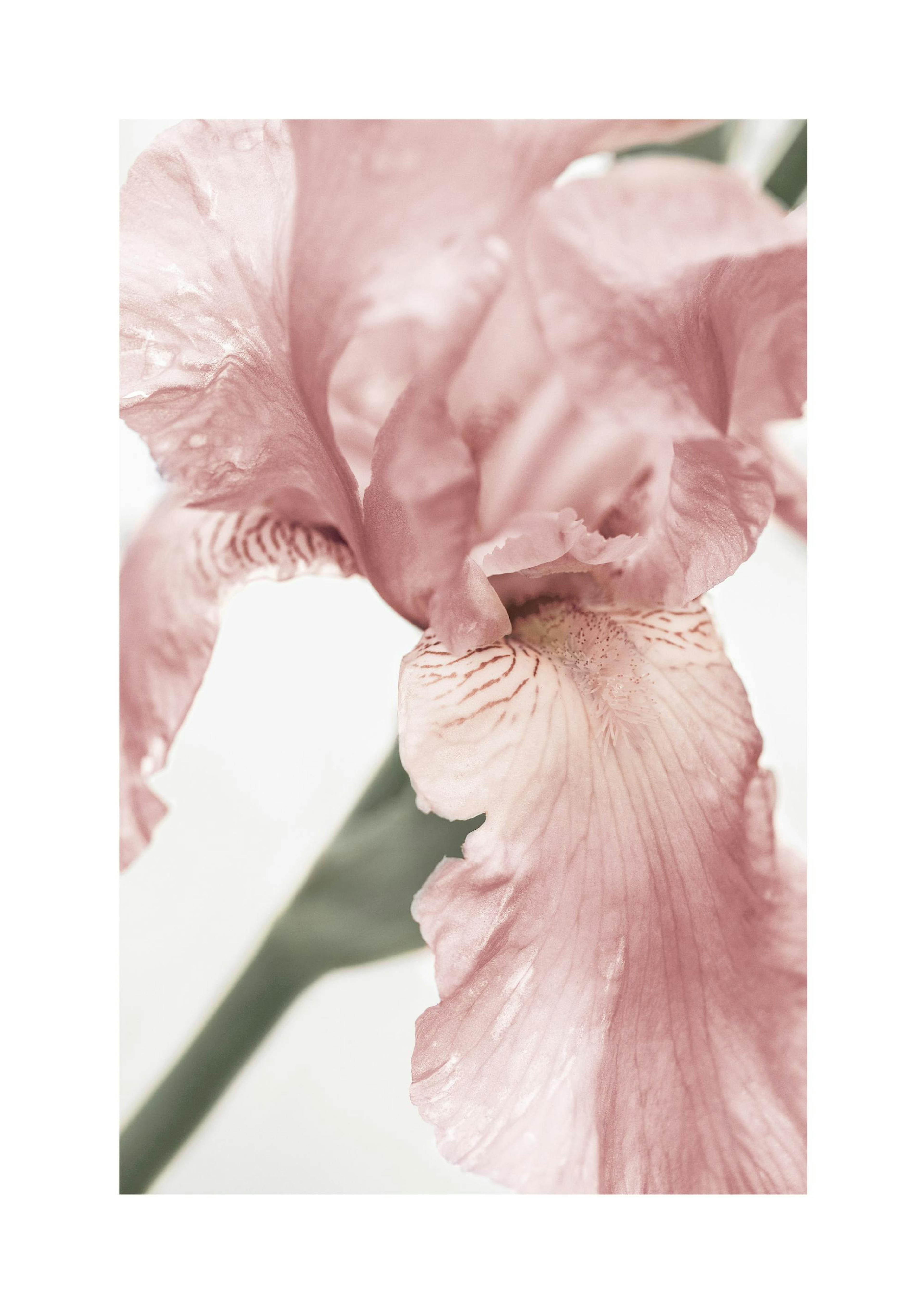 Pink Flower Detail Poster thumbnail