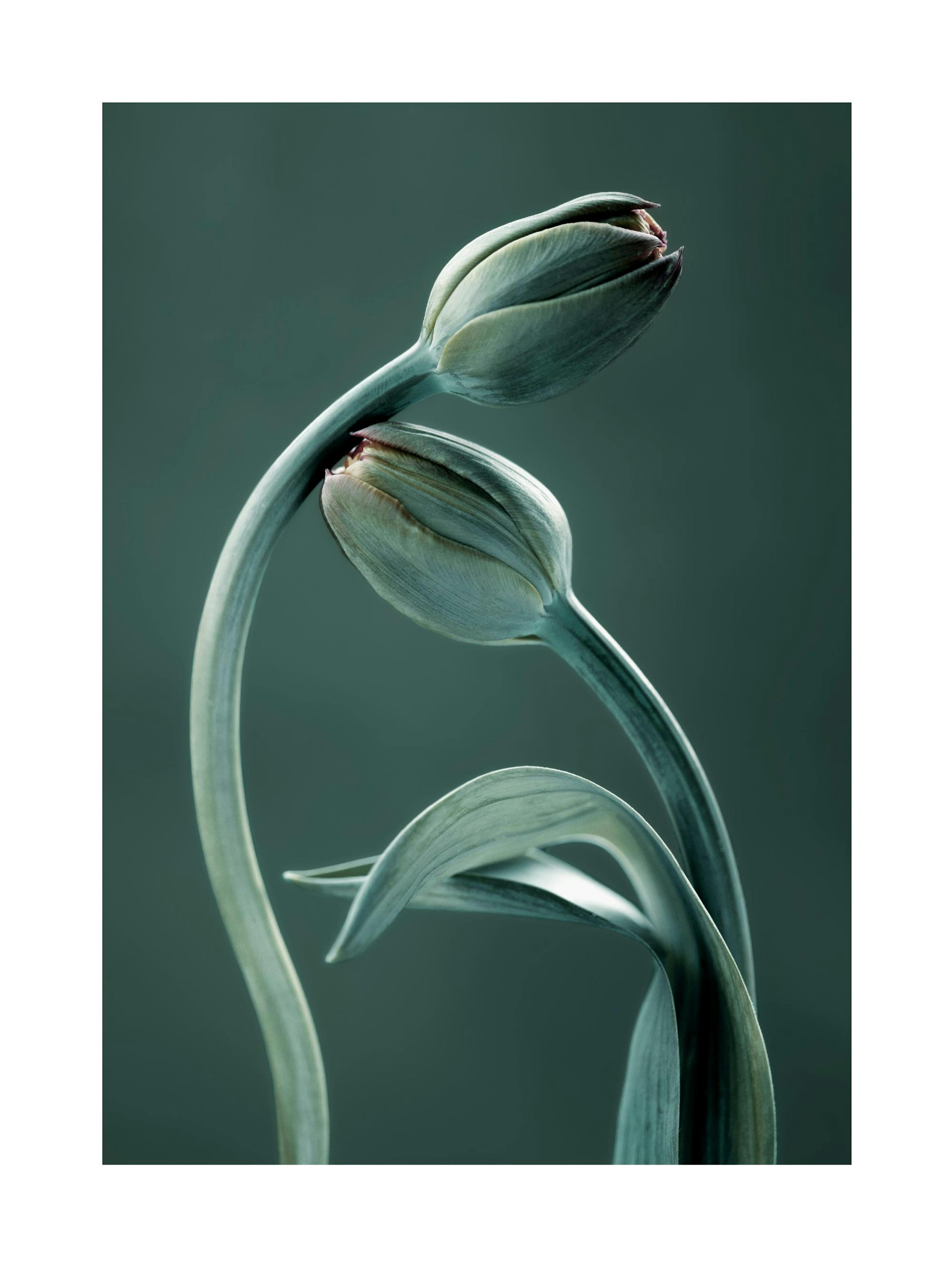 Tulipanes al Nacer Póster thumbnail