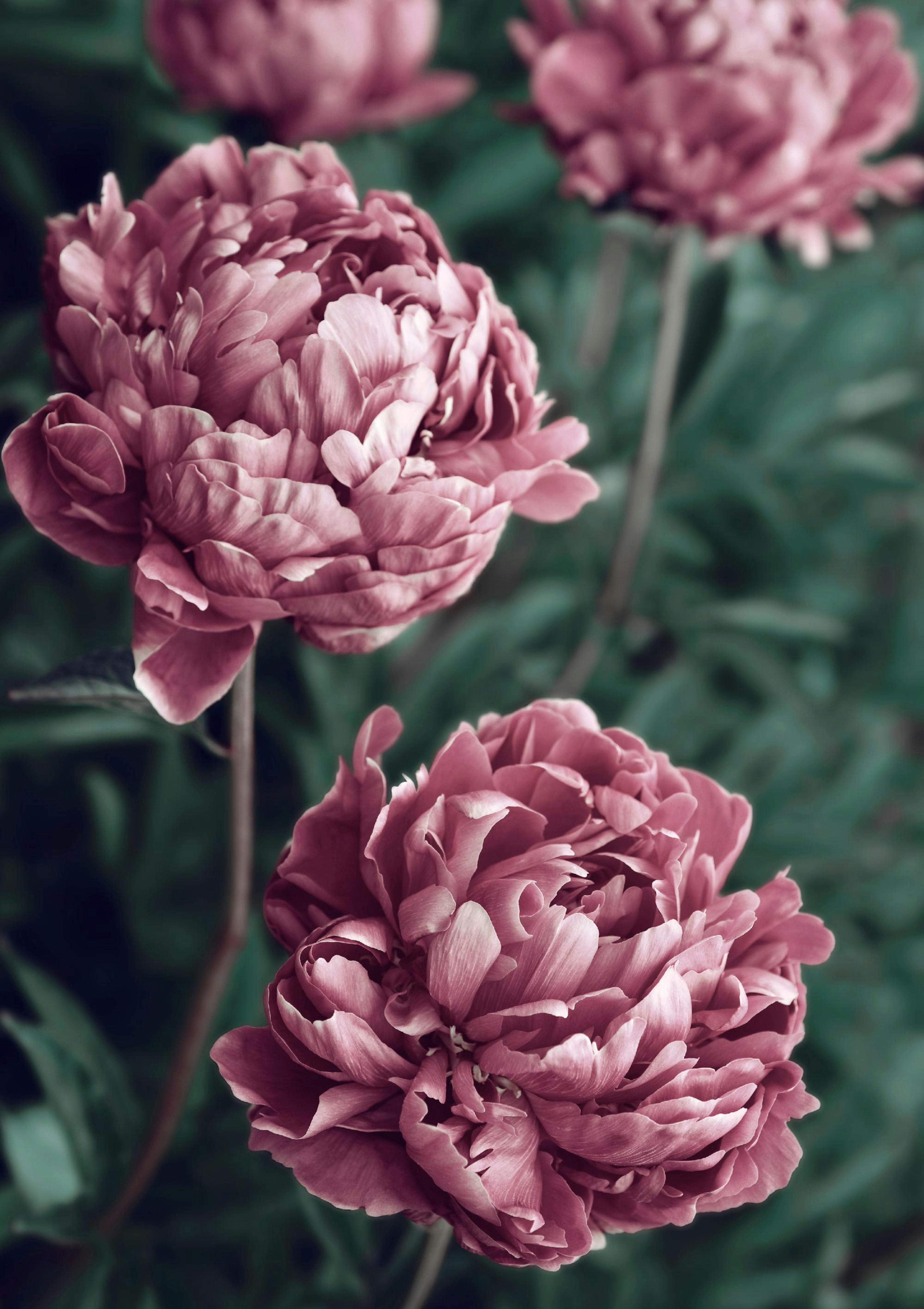 Pink Peonies in Bloom Poster thumbnail