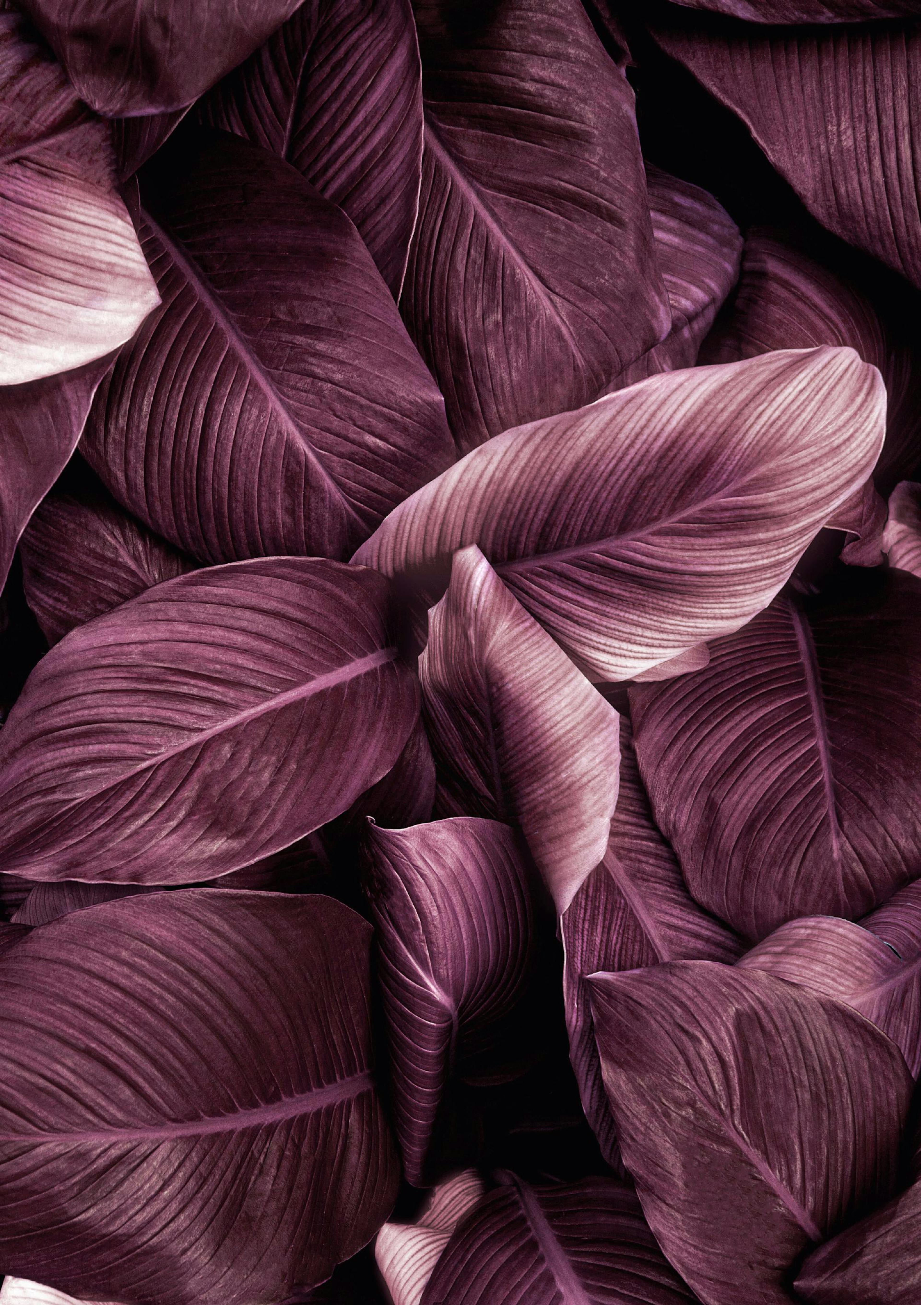 Feuilles Violettes No2 Poster thumbnail