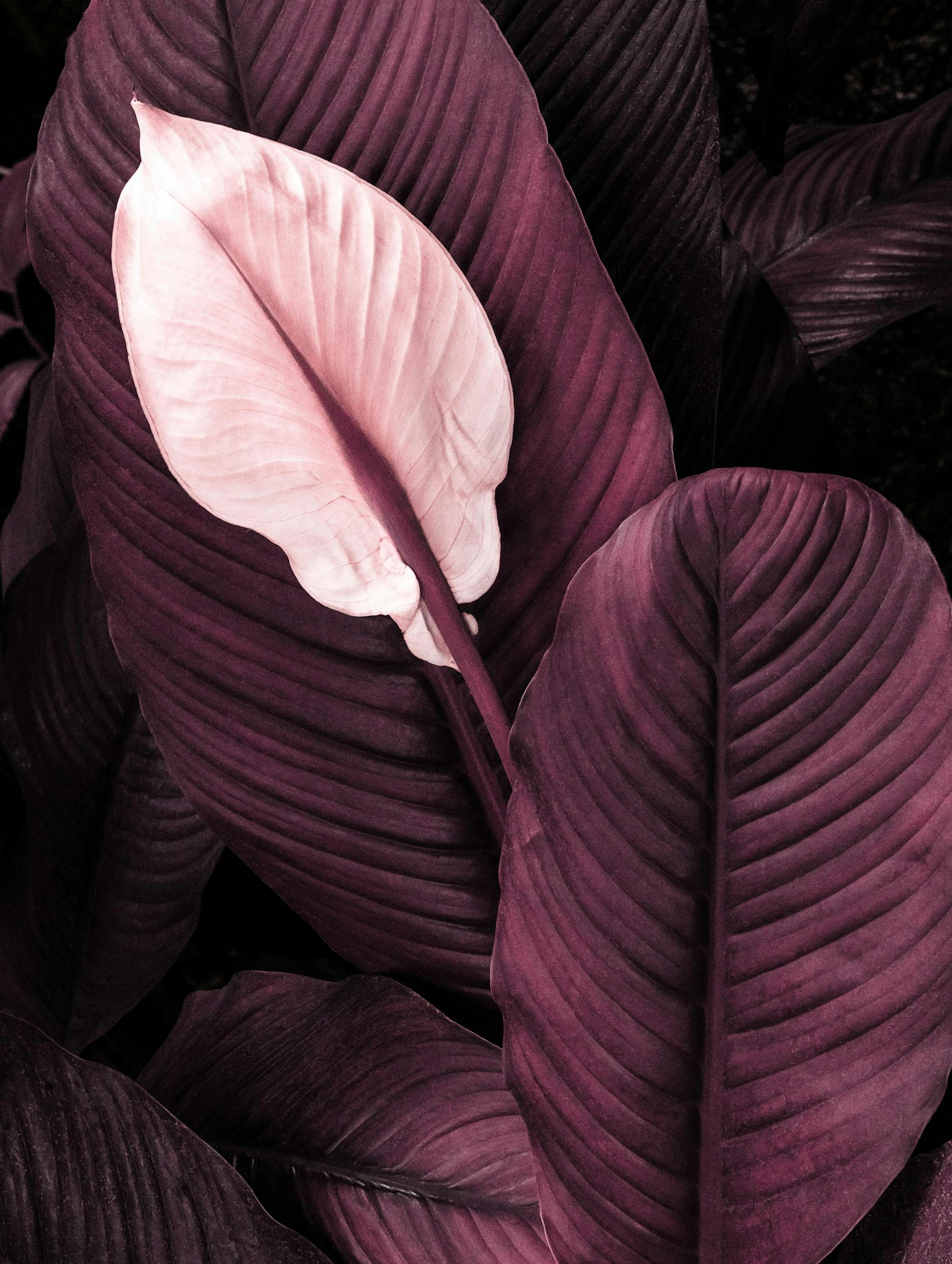 Feuilles Violettes No1 Poster thumbnail
