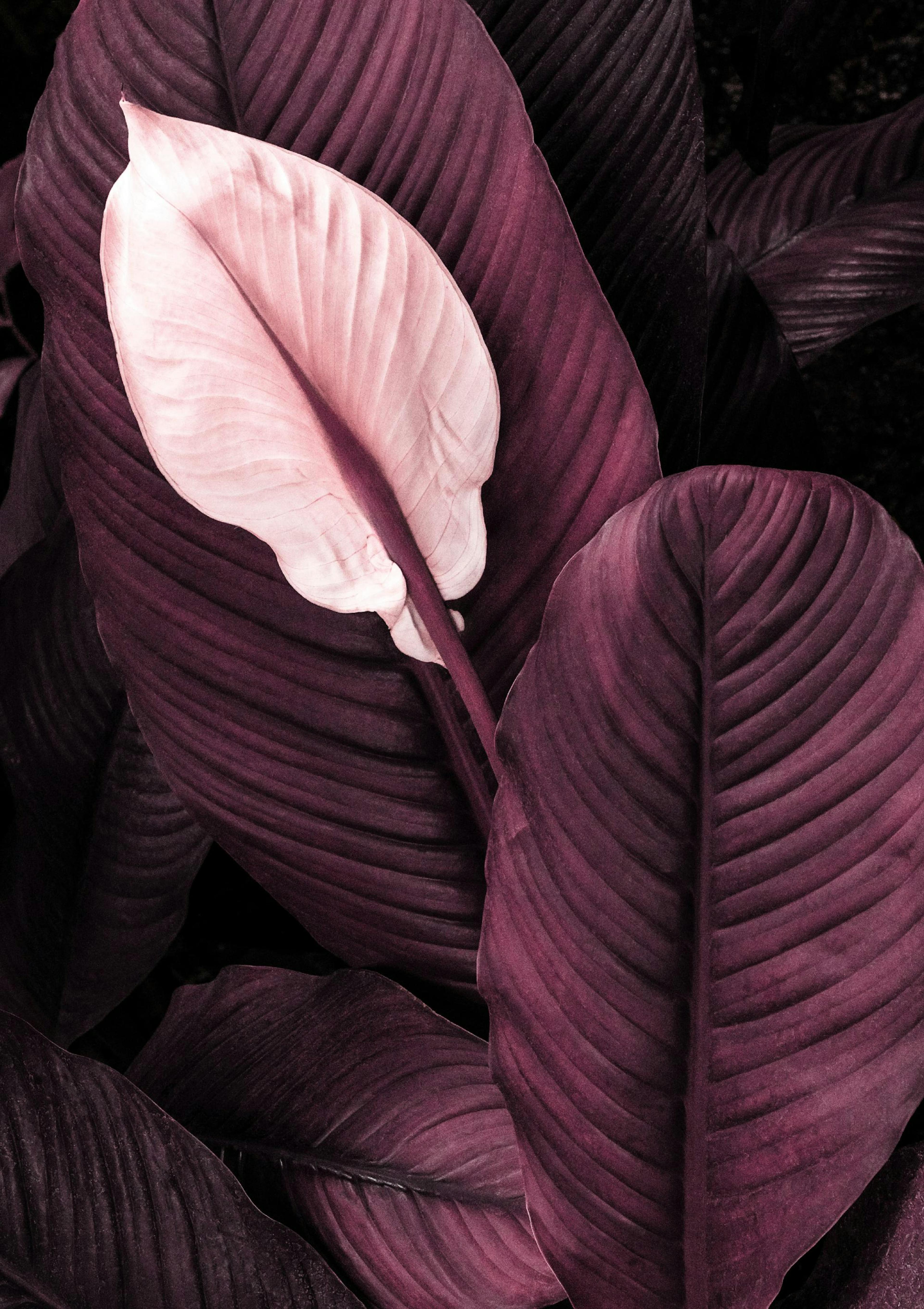 Purple Leaves No1 Poster thumbnail