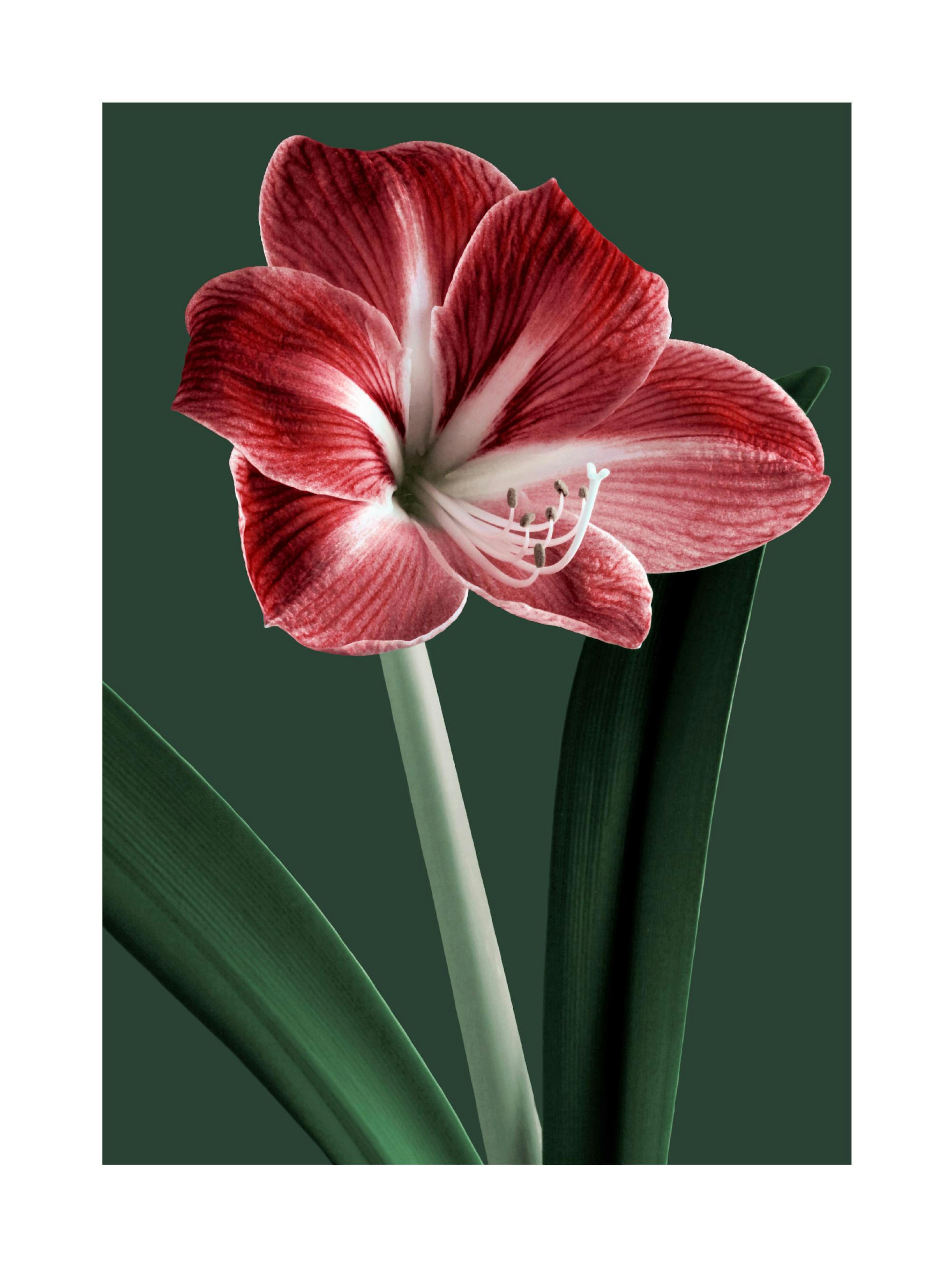 Amaryllis in Bloom Poster thumbnail