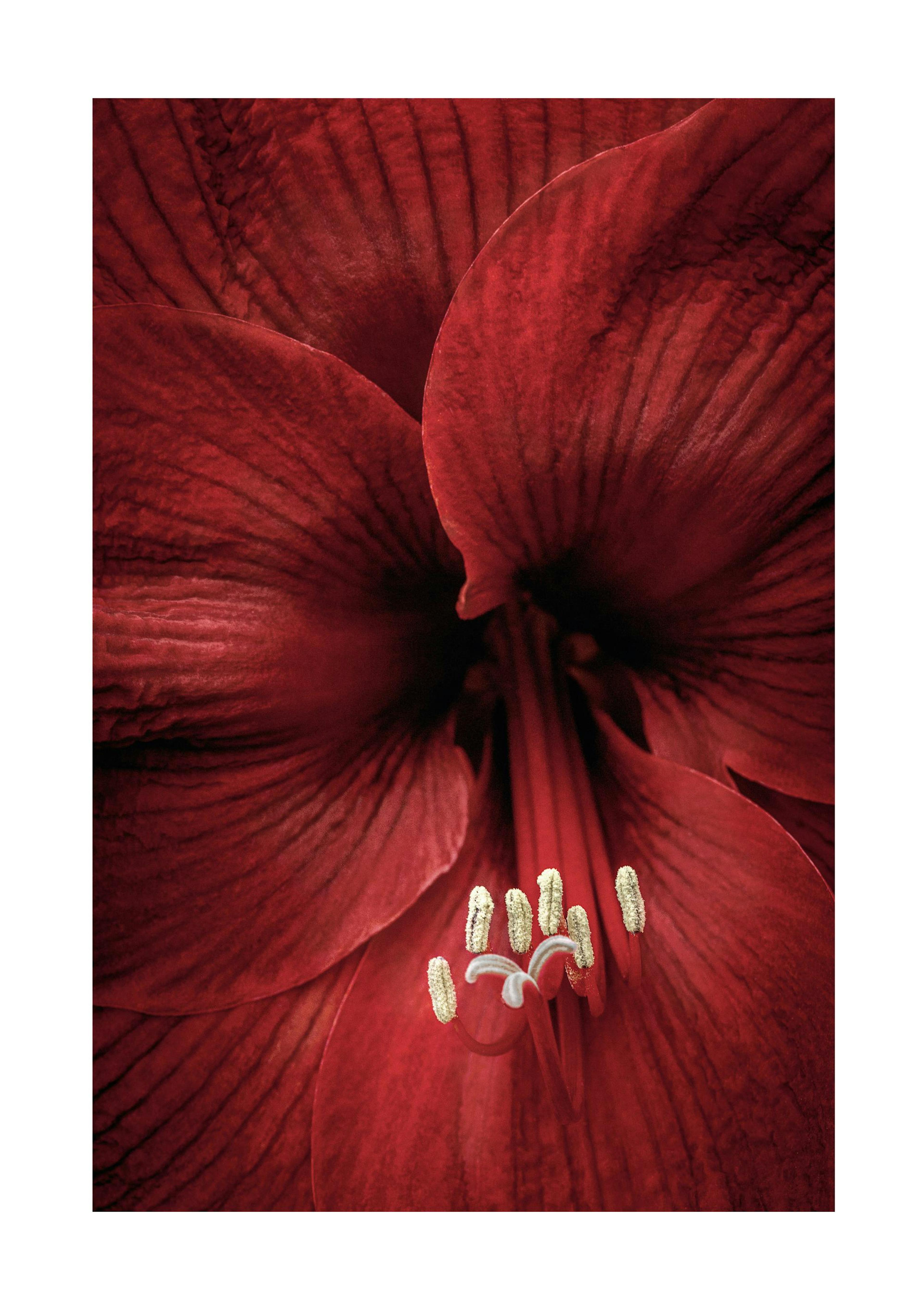 Red Amaryllis Poster 0