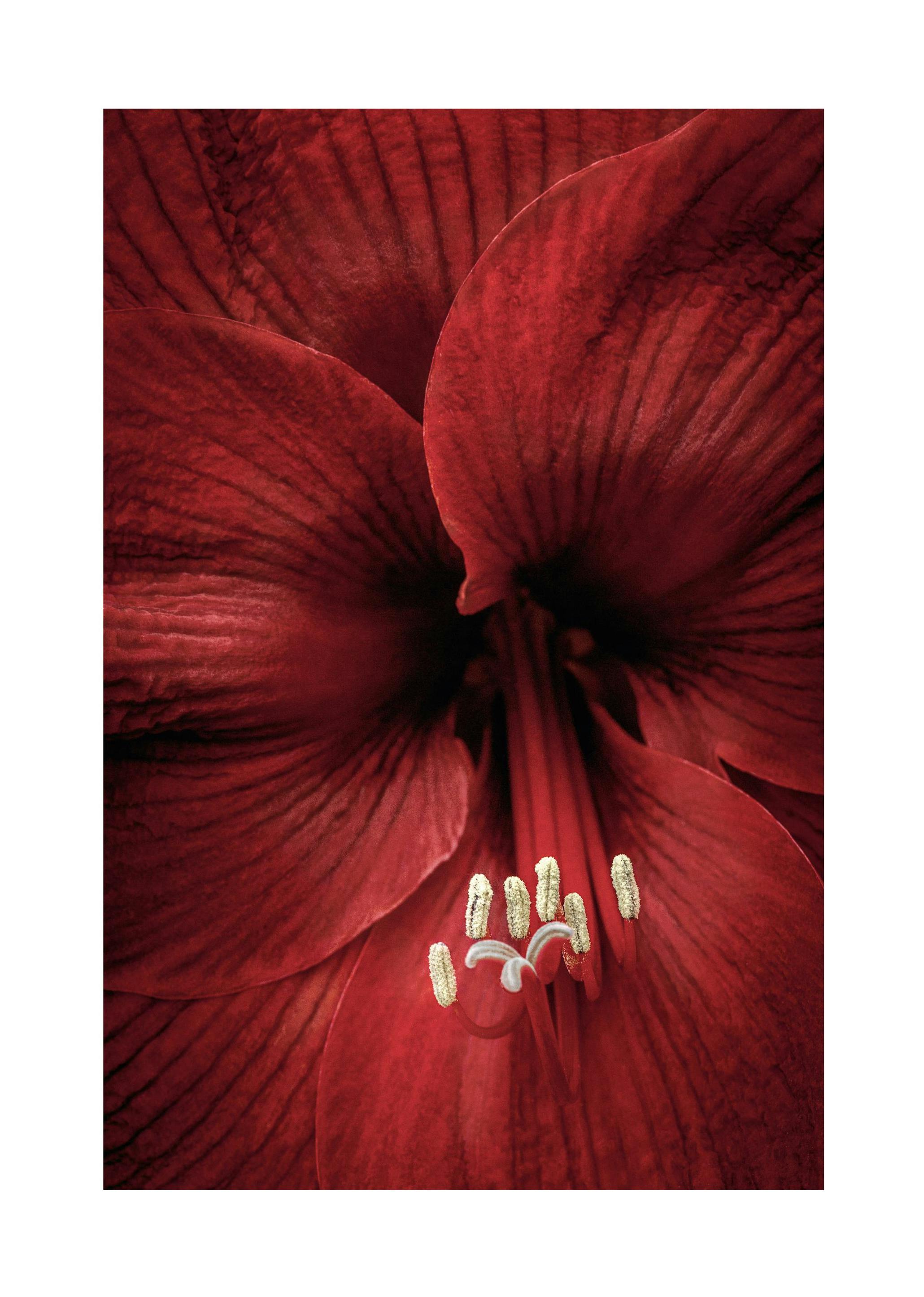 Rode Amaryllis Poster (21x30 cm) - Poster Store