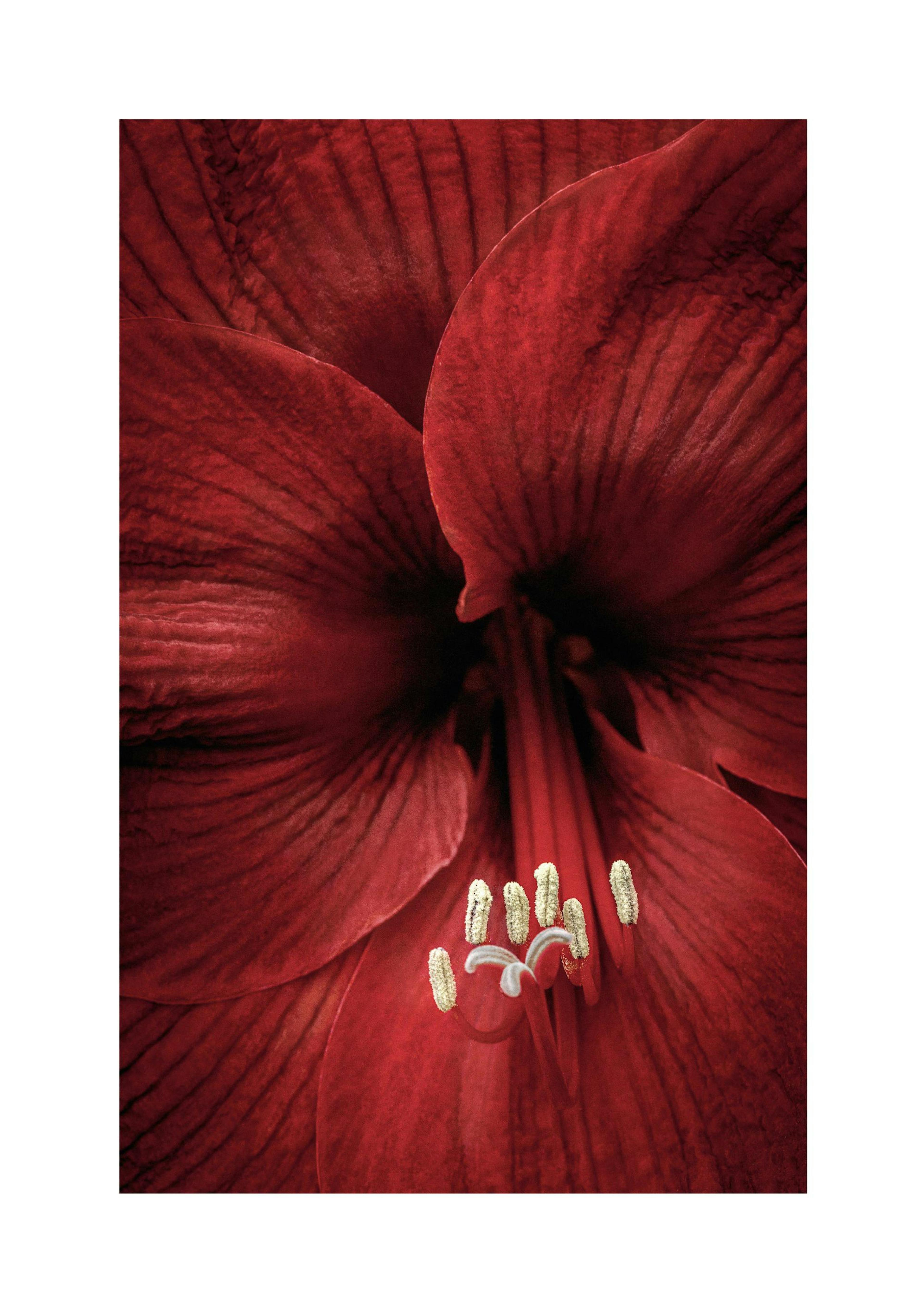 Red Amaryllis Poster thumbnail